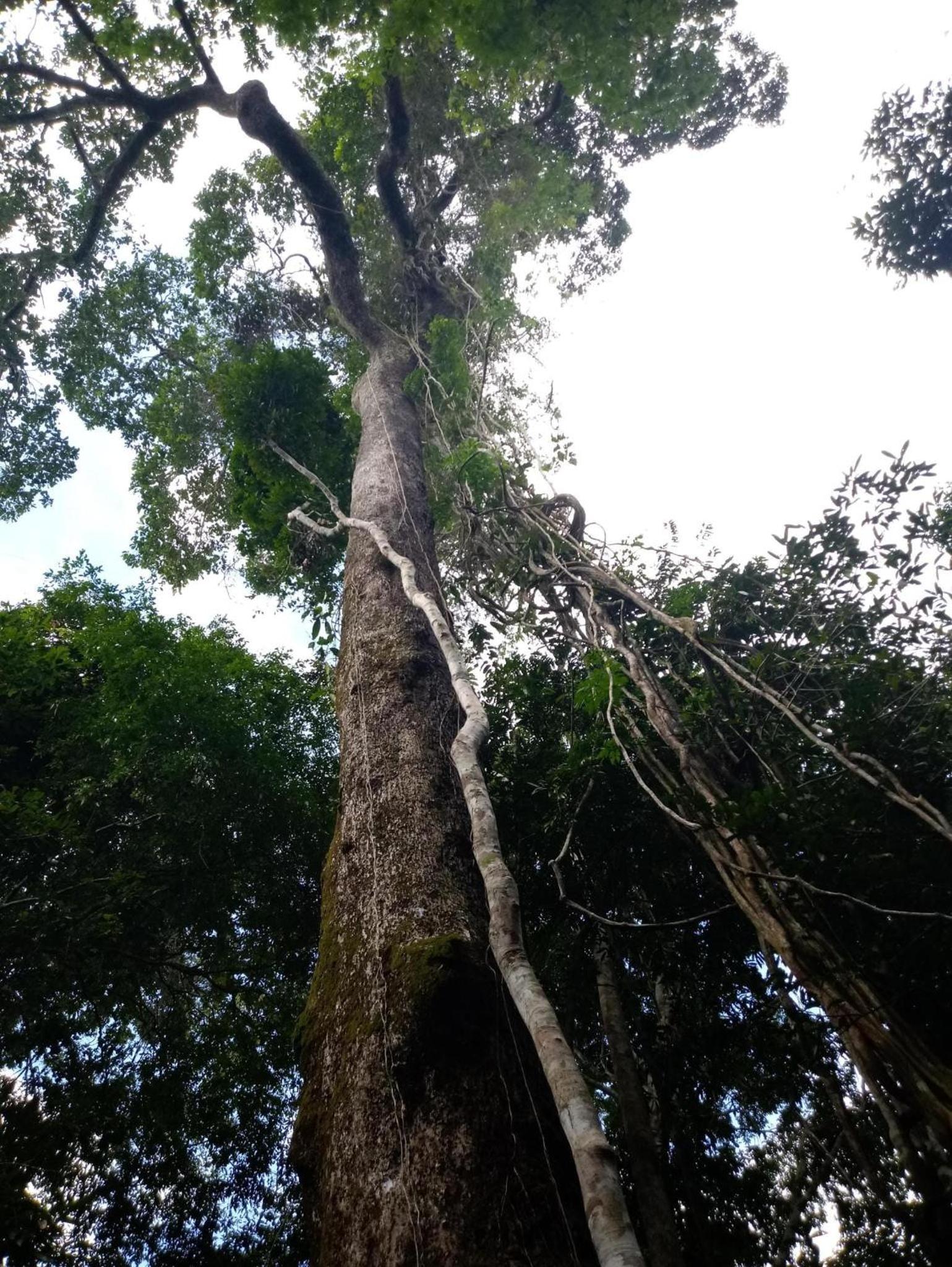 Homestay Oropendola tambopata