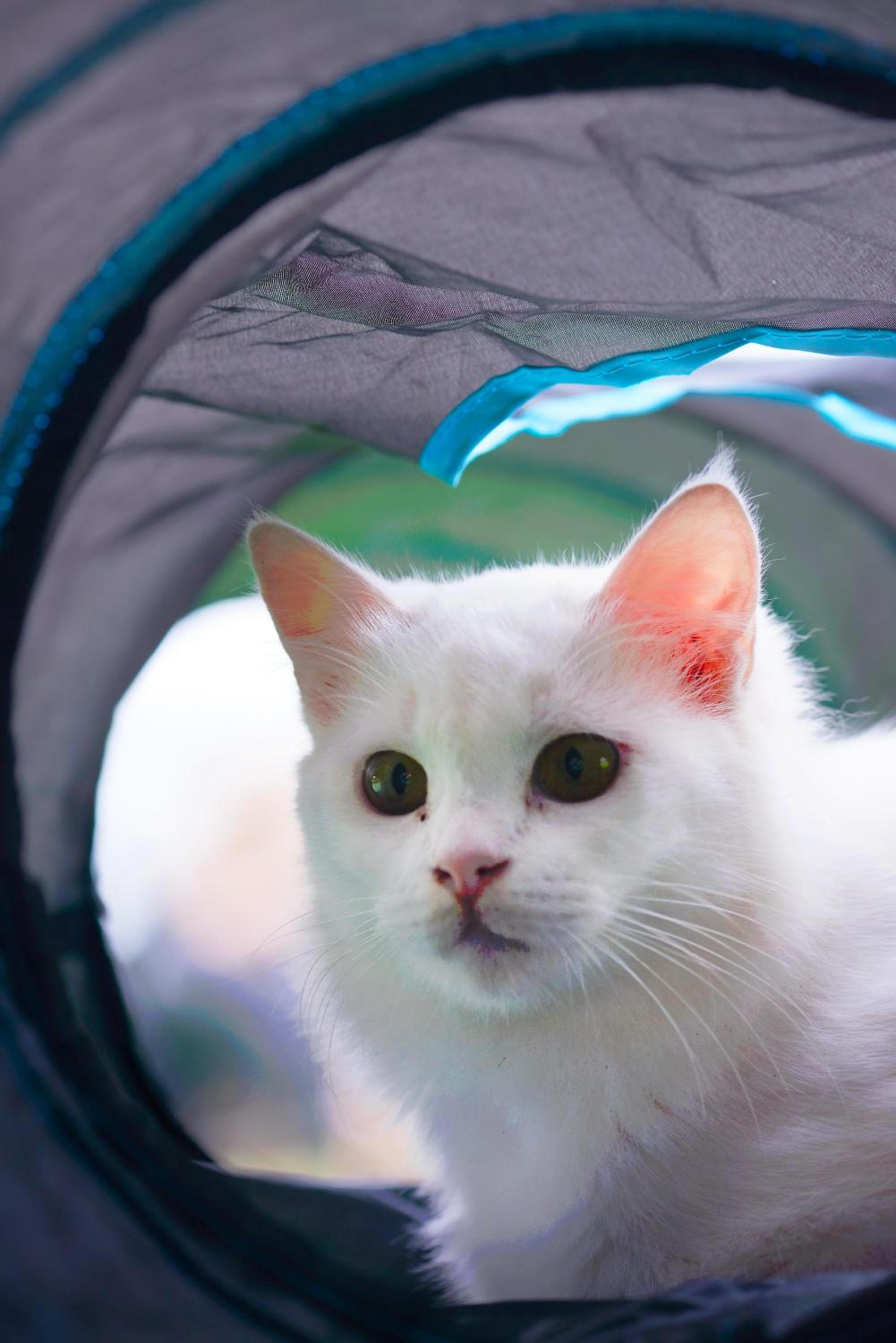 iGo Glamz 爱狗露营 Pet Friendly Glamping photo 4