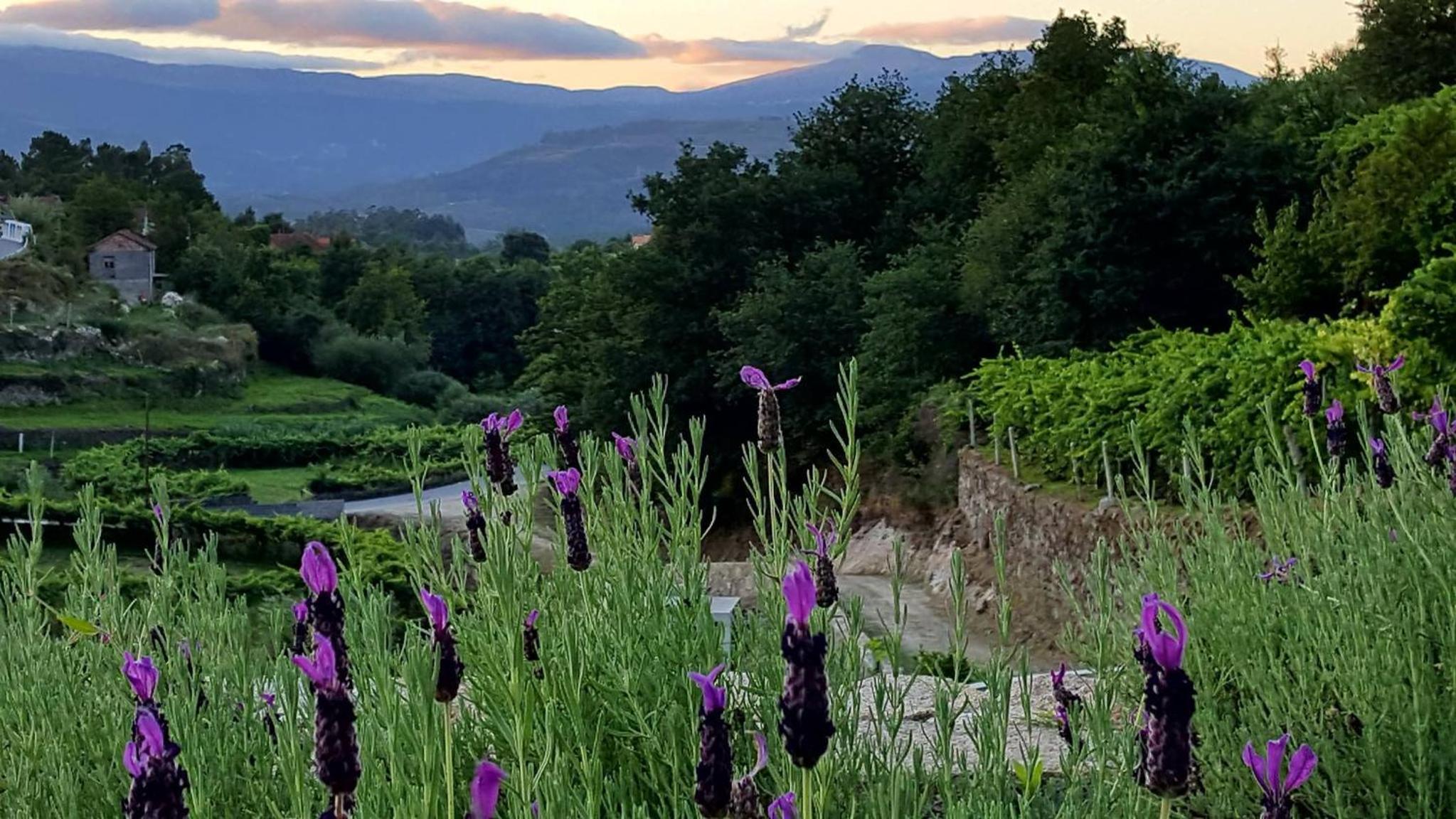 Melgaço Alvarinho Houses view 5