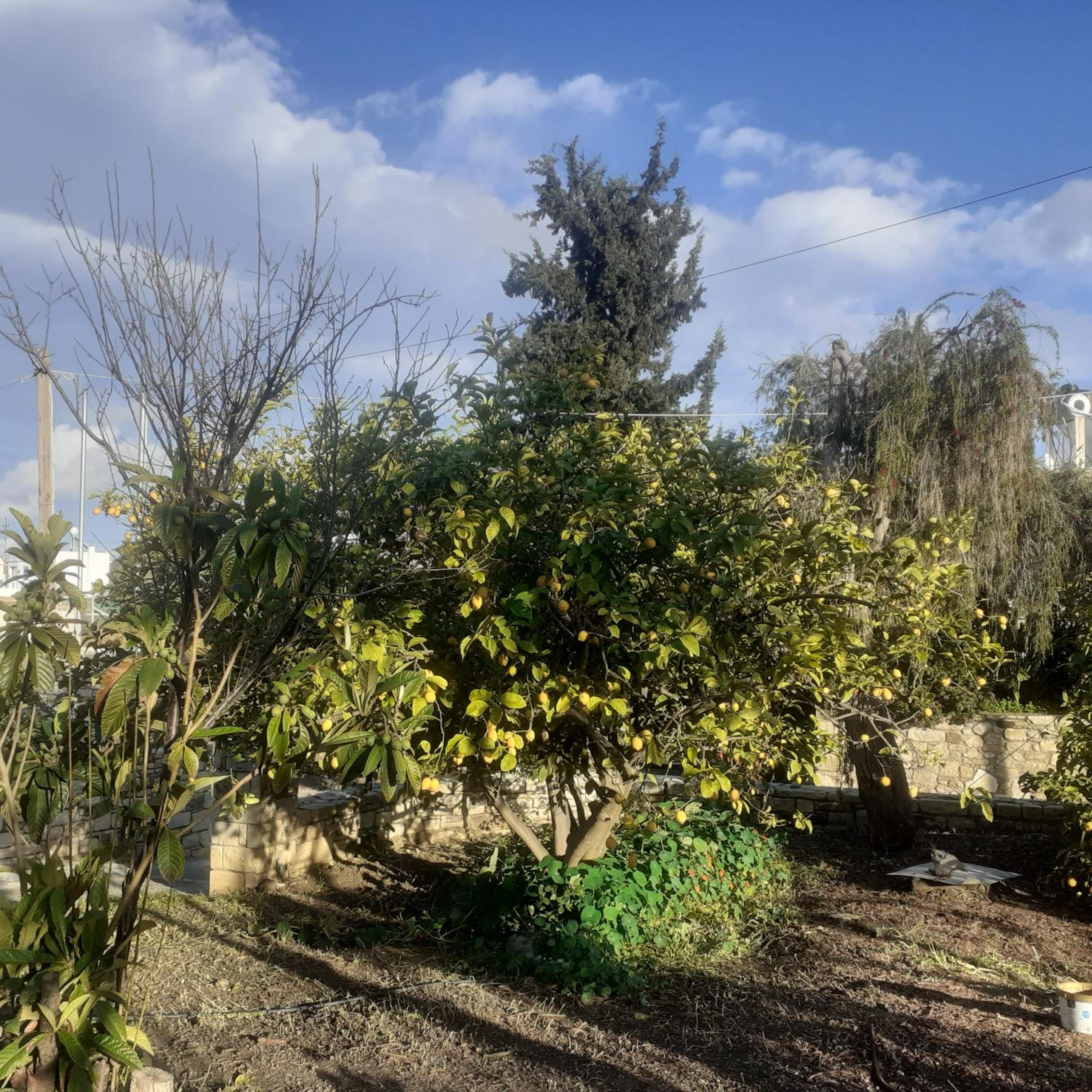 Photo 46