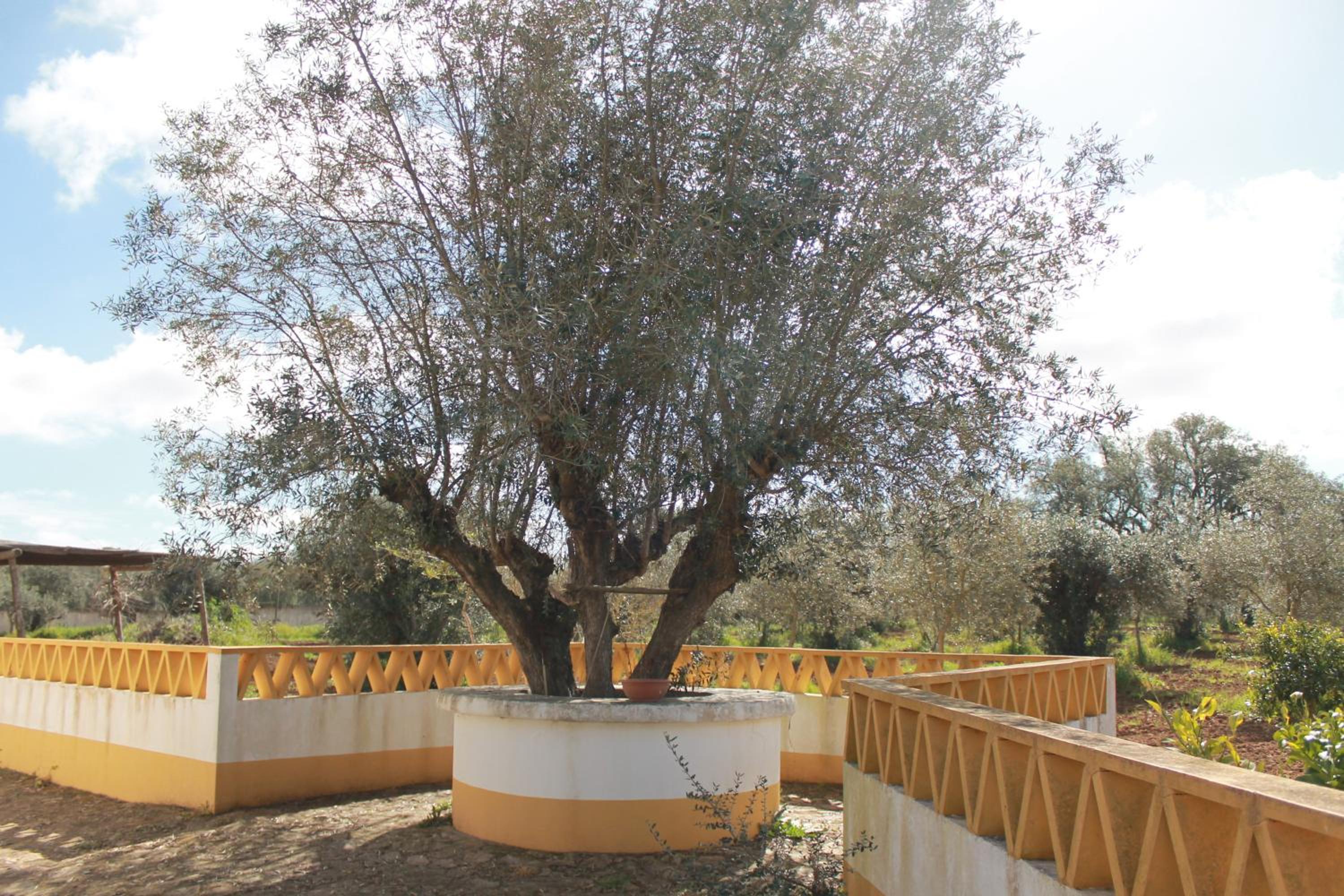 Montinho do Palanque