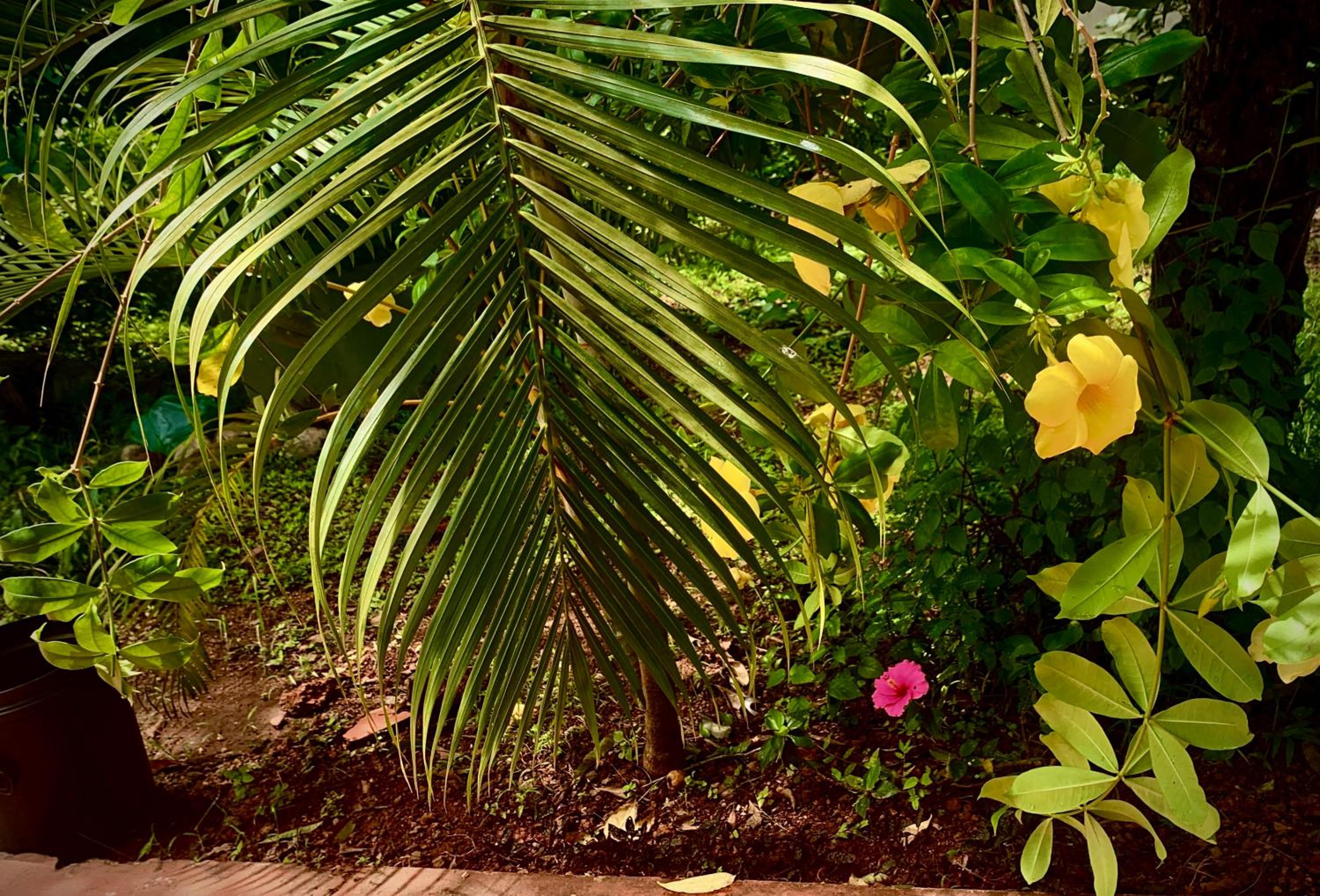 Stan-Inn, North Goa, Vagator, with strong WIFI,free private parking & kitchen, Can Cook where you stay view 4
