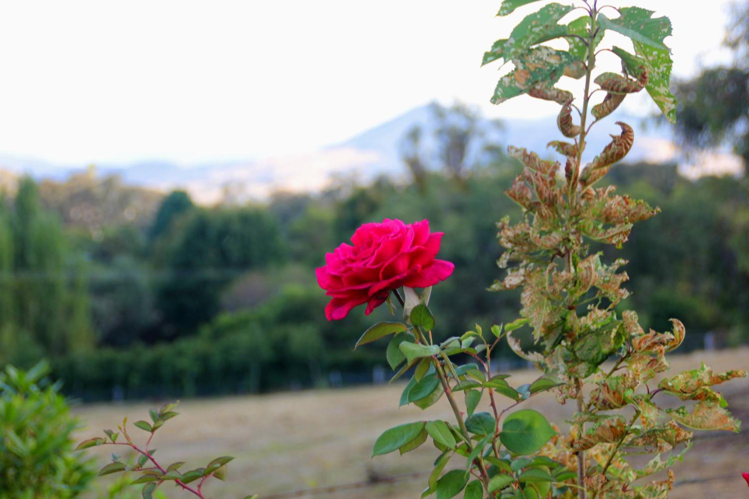 Yackandandah farm homestead
