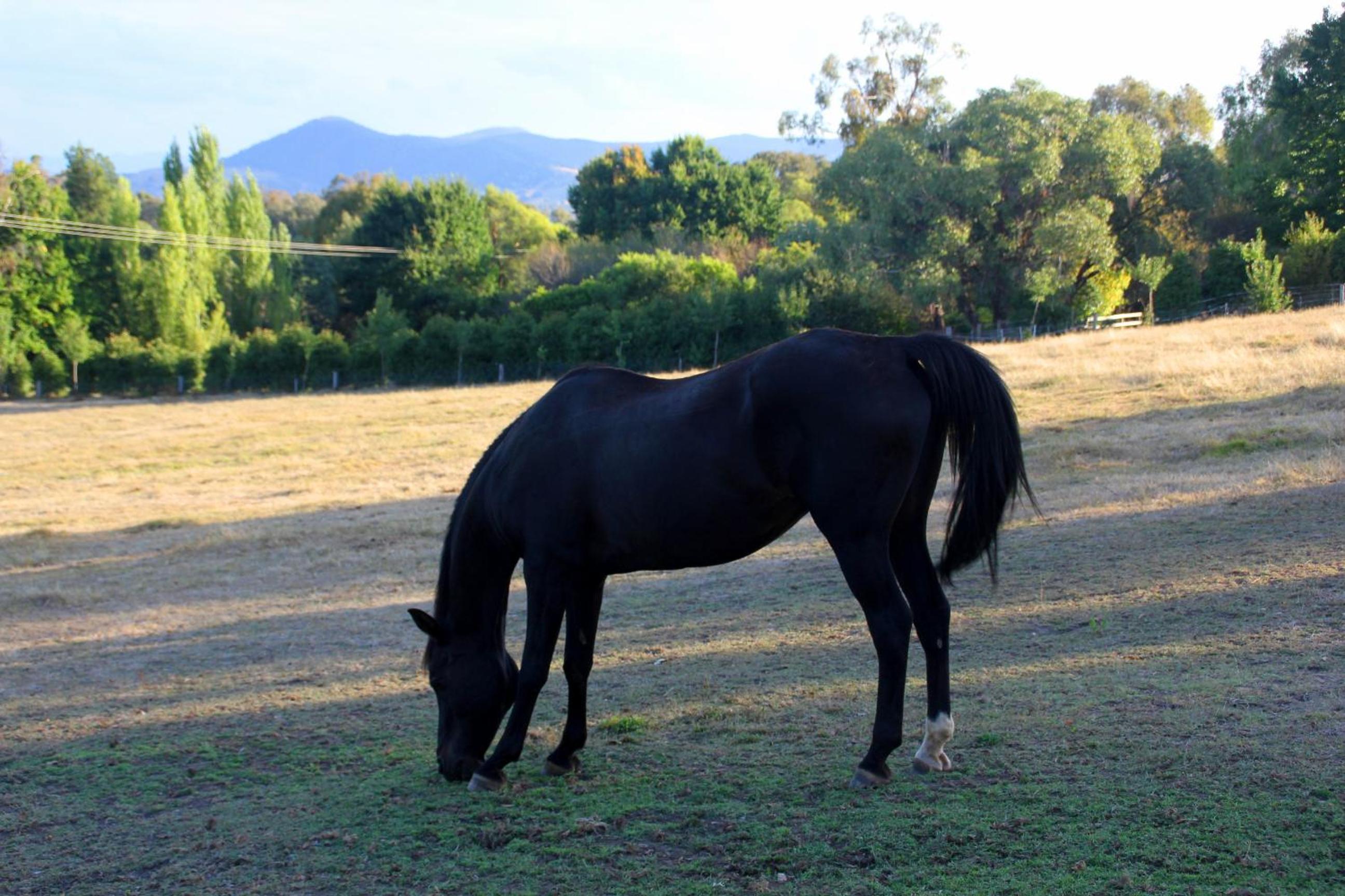 Yackandandah farm homestead