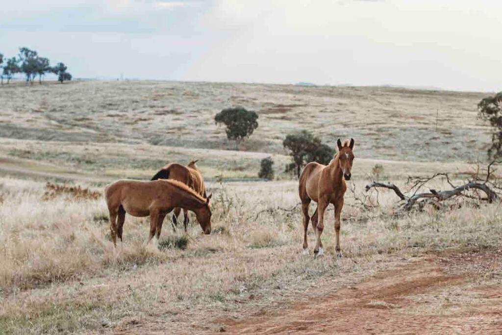 The Oaks Country Getaway