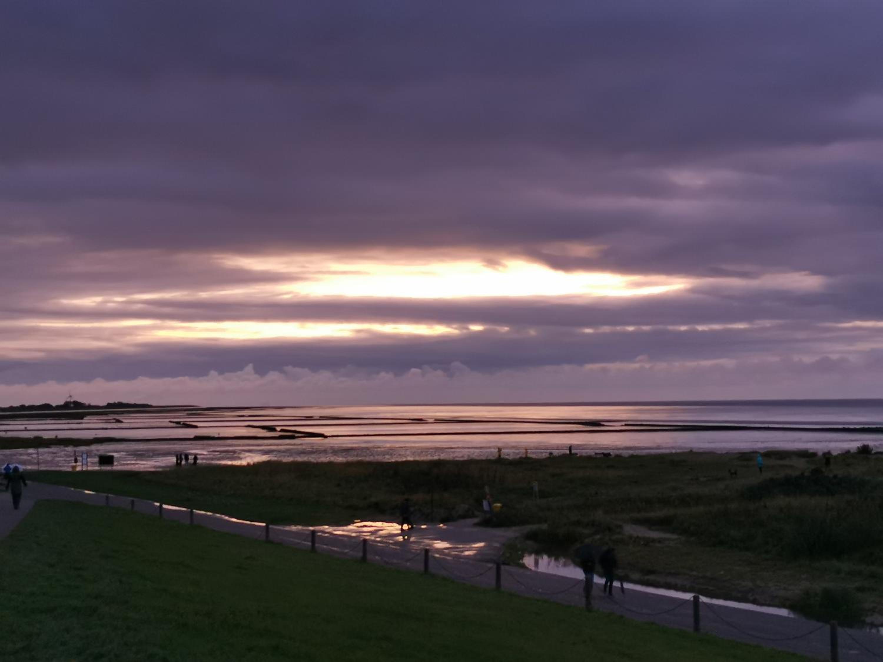 Nordseemuschel