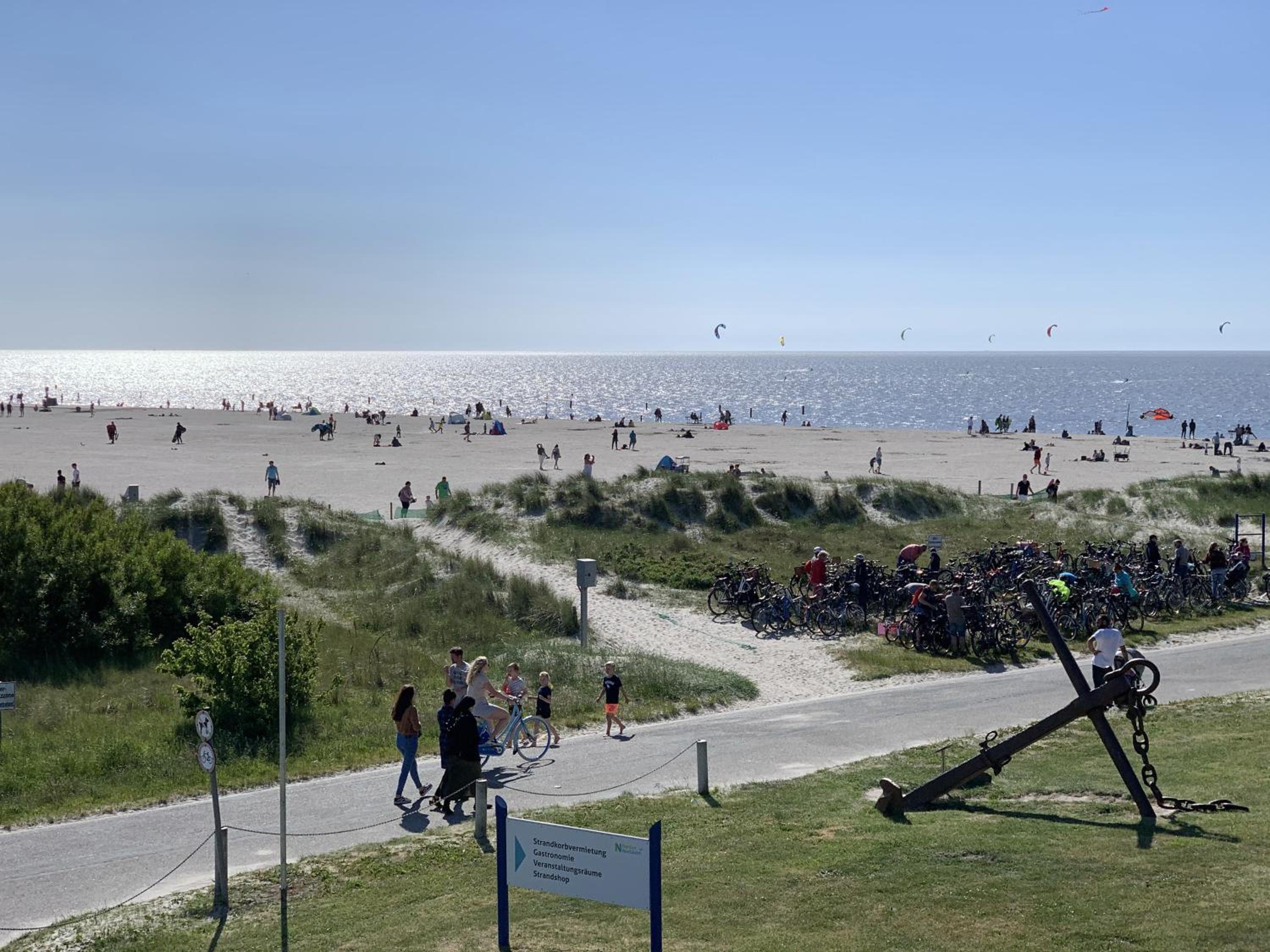 Nordseemuschel