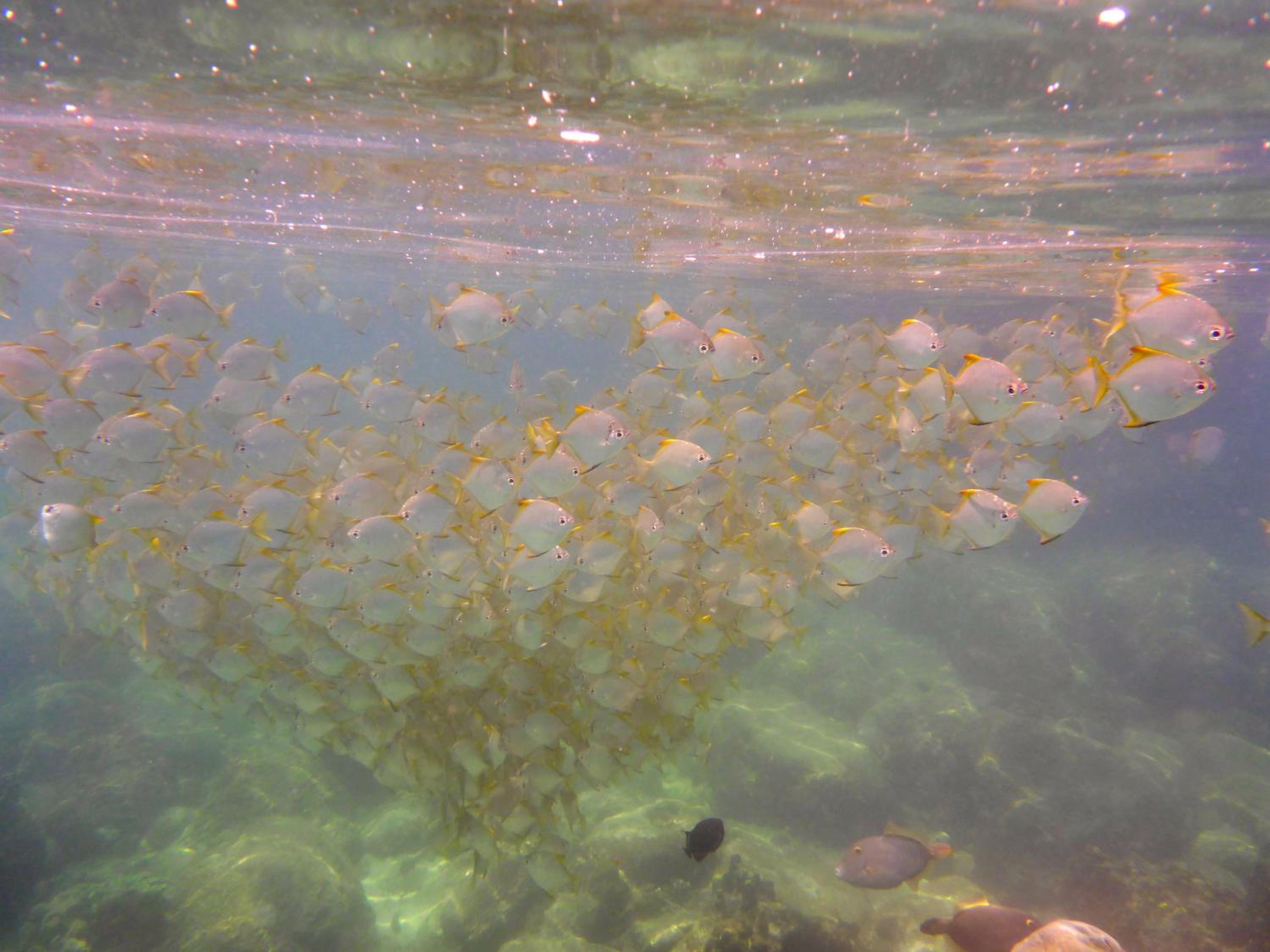 Photo 44