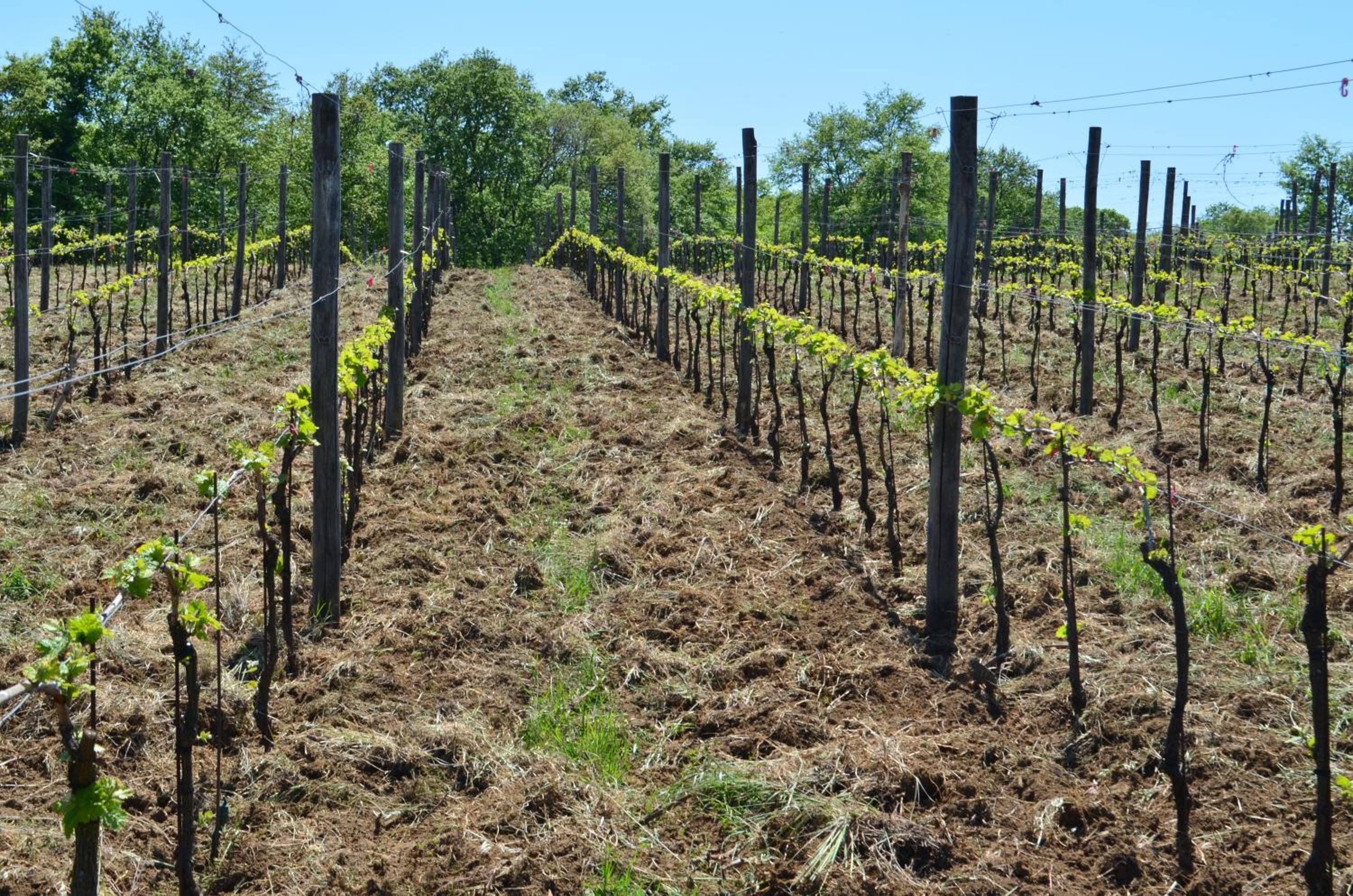 Podere Delle Rose