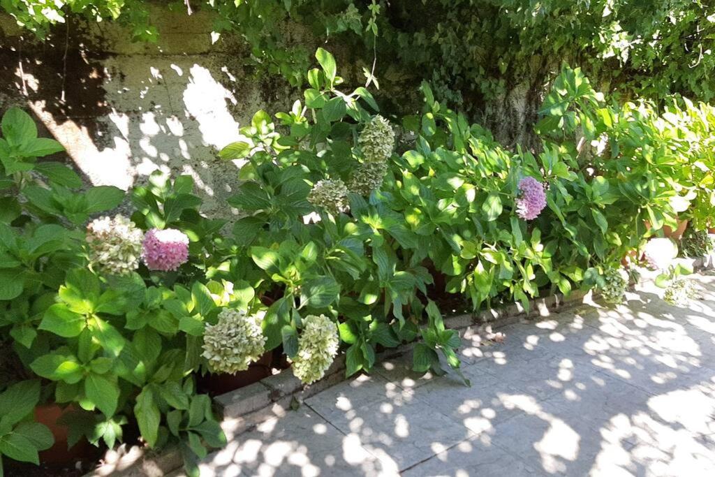 IRENE cottage
