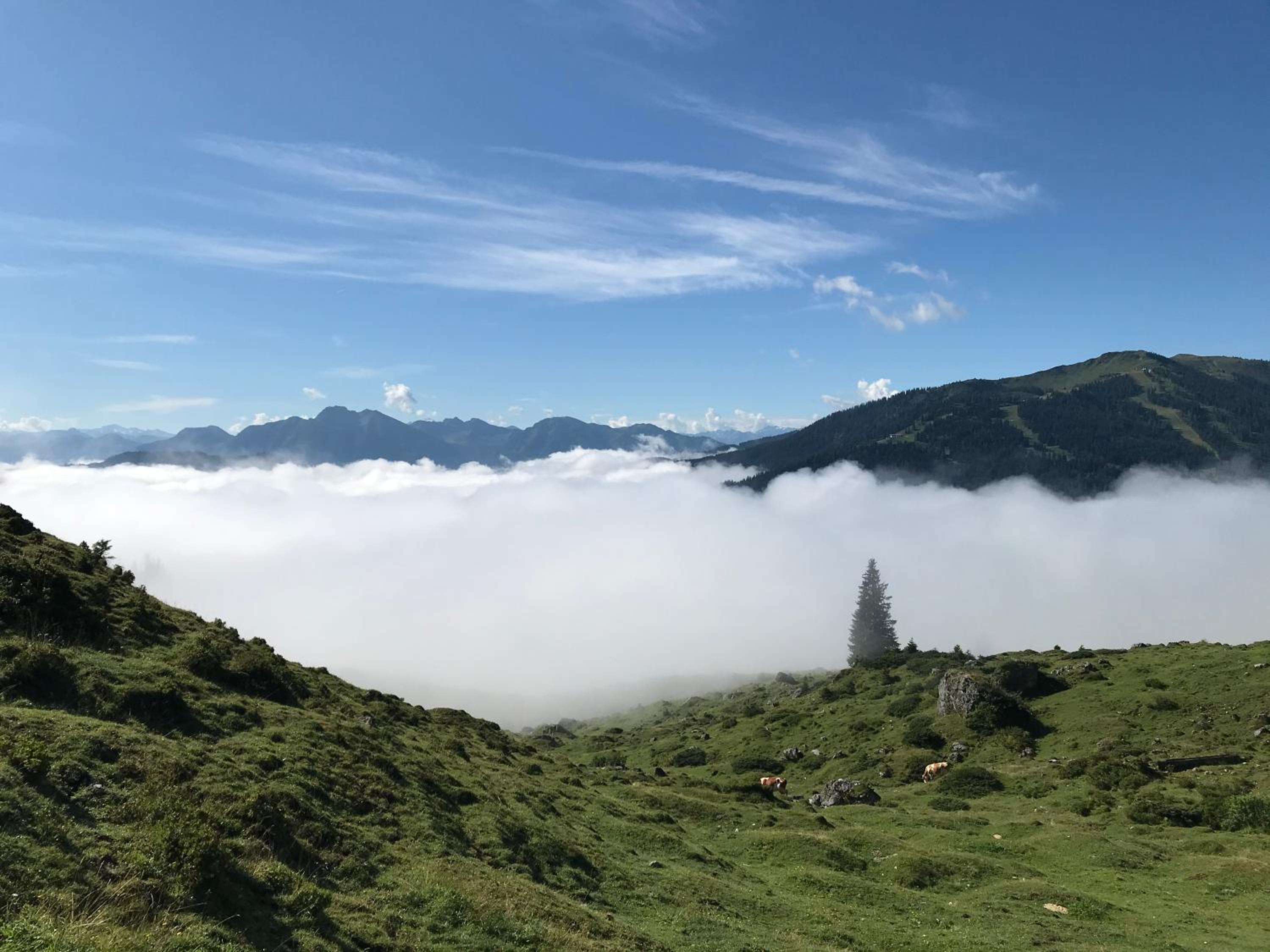 Bio Schartenalm