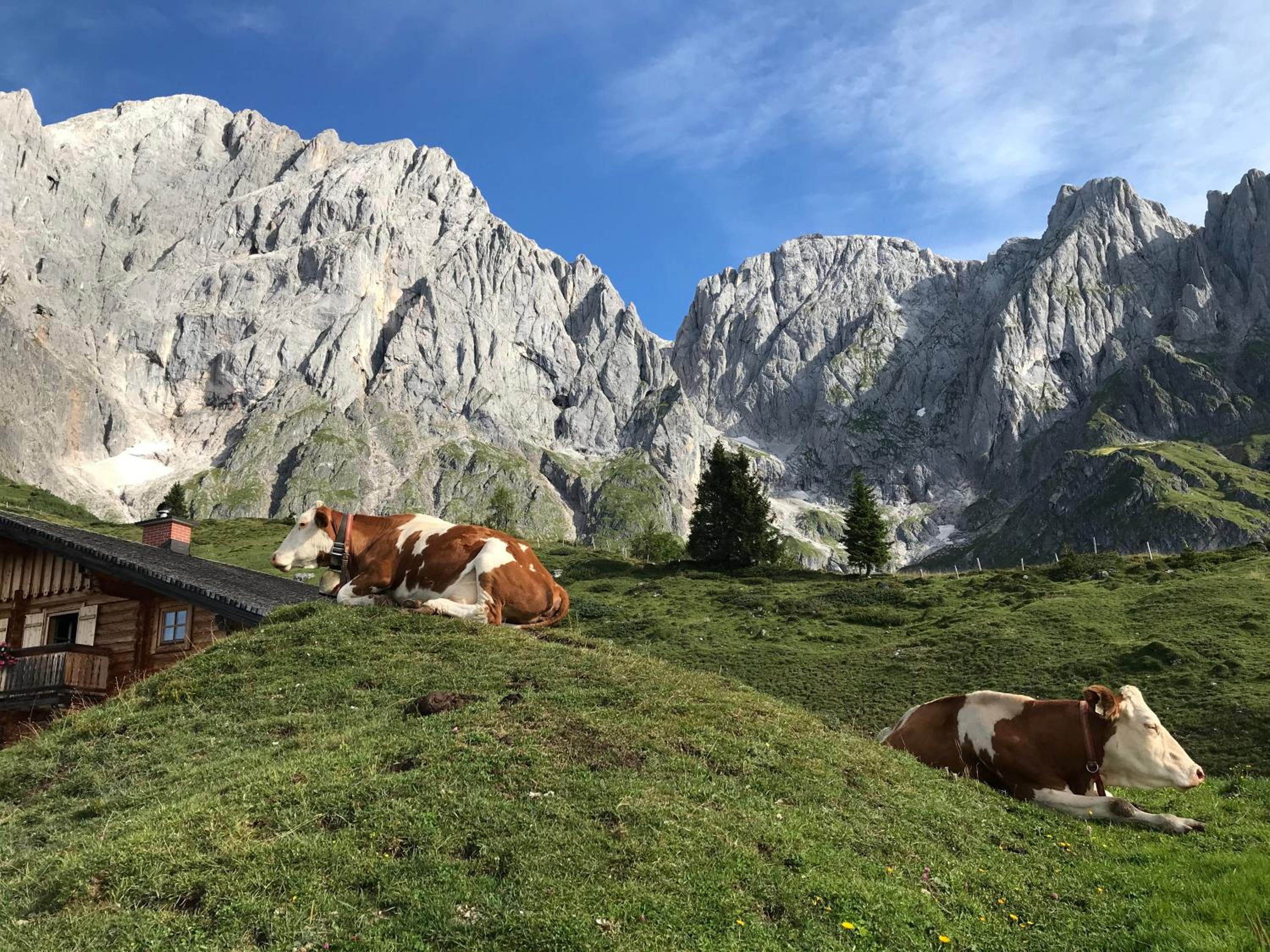 Bio Schartenalm