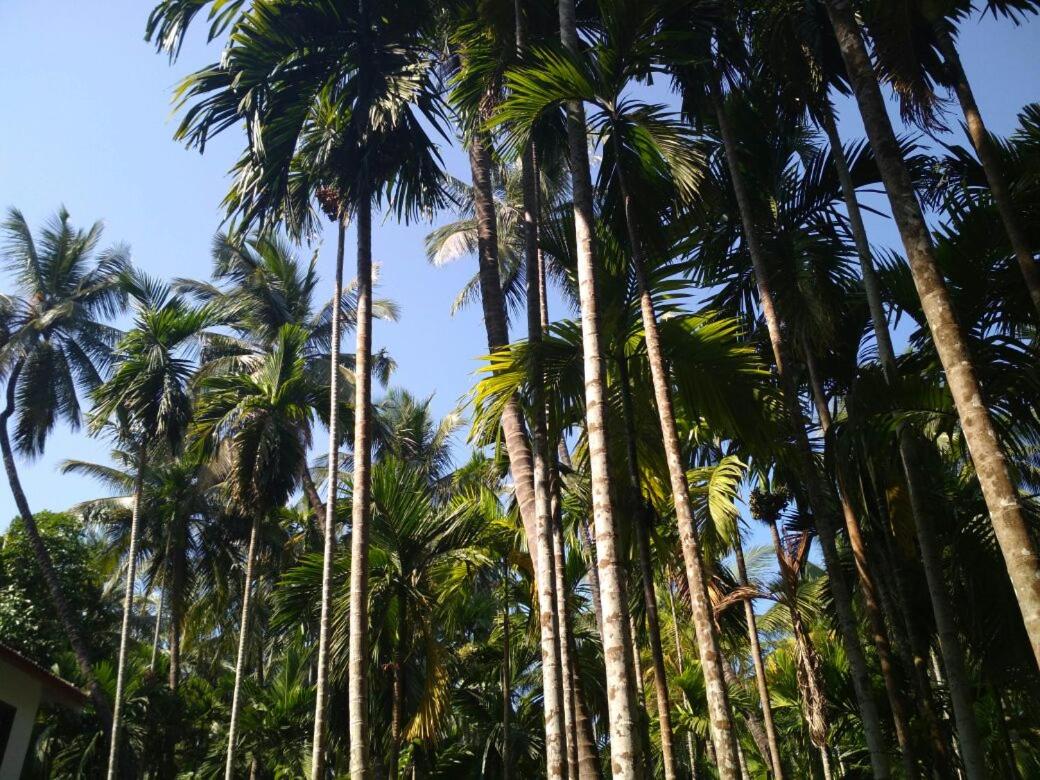 Arecapalm, Murud view 3