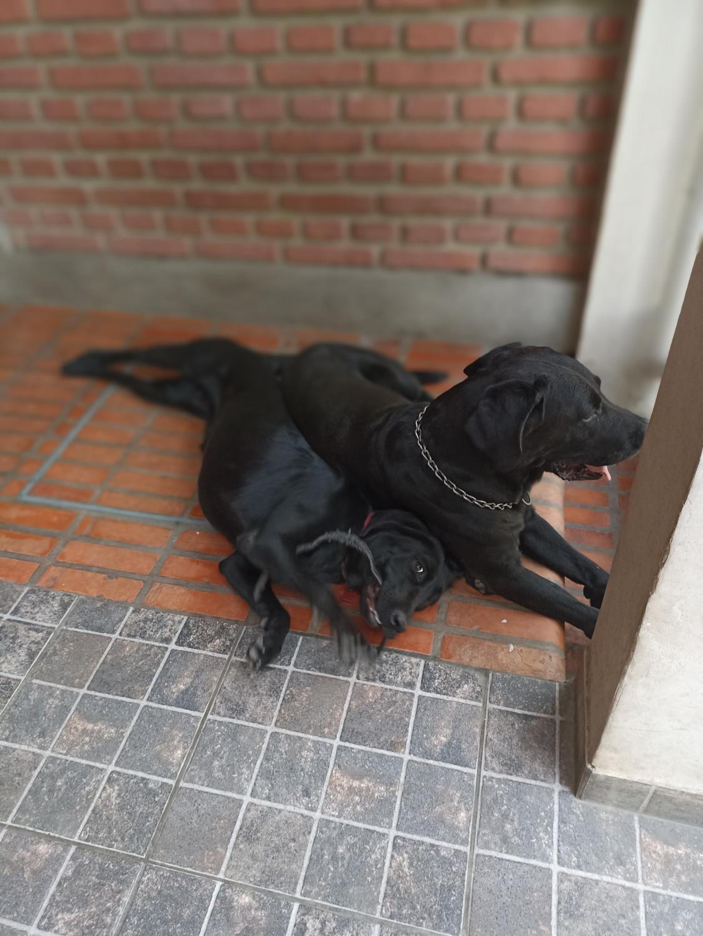 Los Jazmines