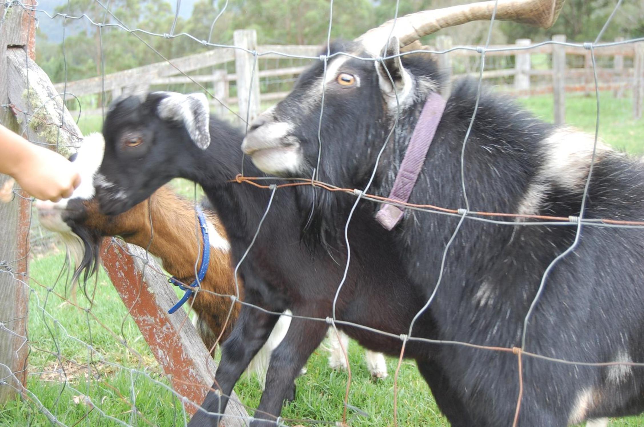 The Big Bell Farm