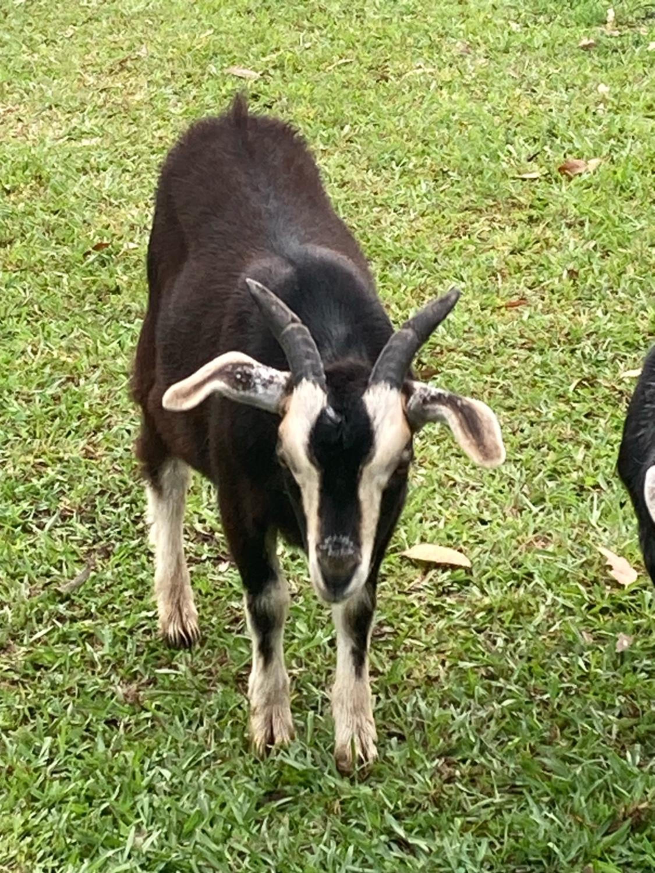 The Big Bell Farm