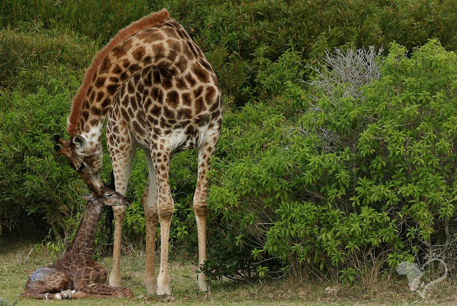 Kragga Kamma Game Park