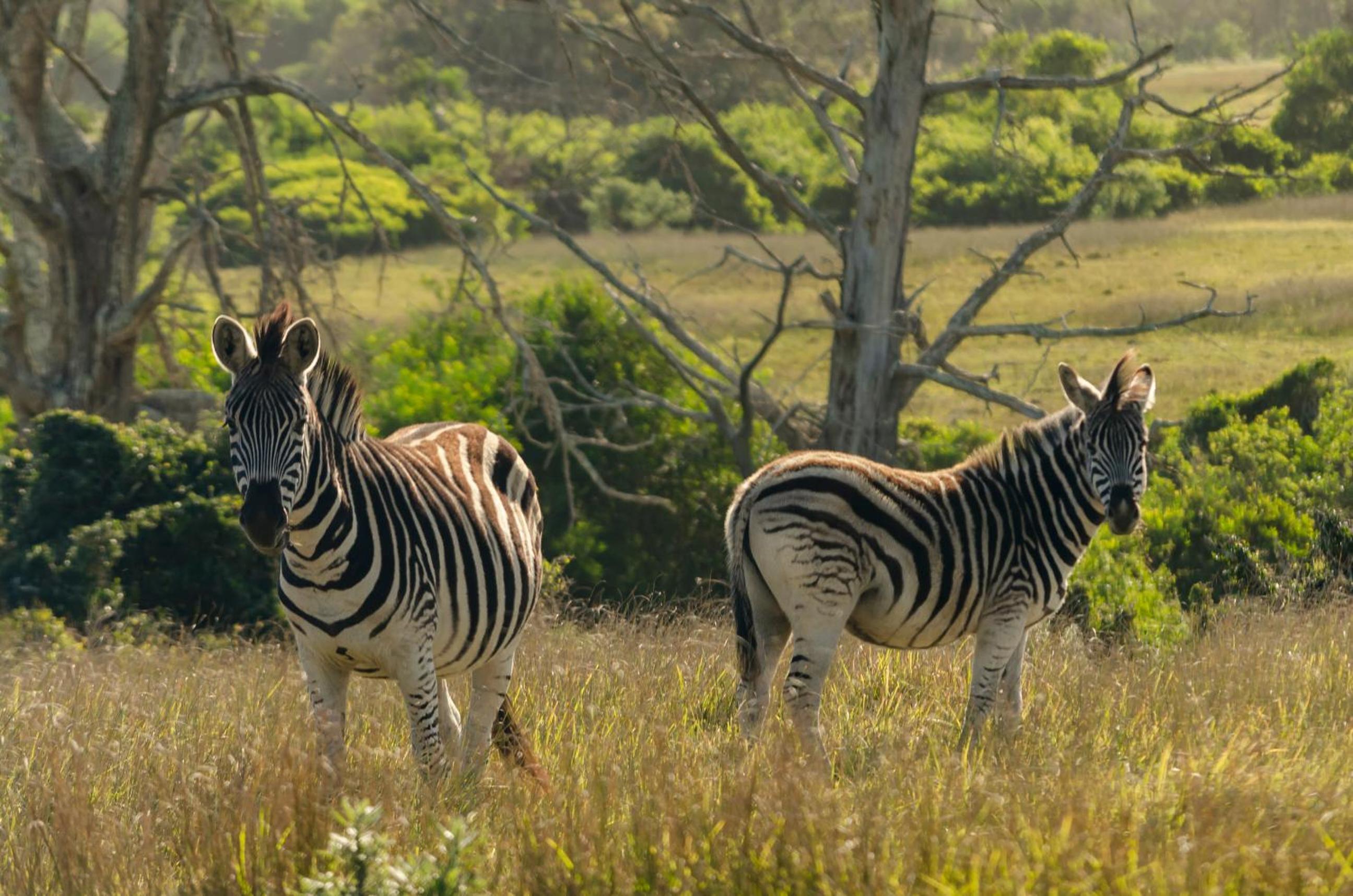 Kragga Kamma Game Park