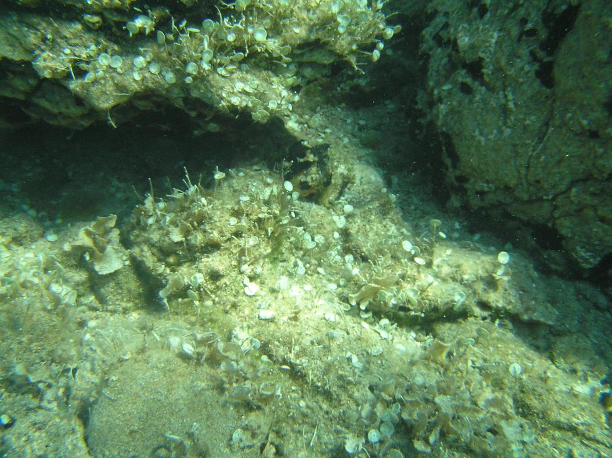 Photo 41