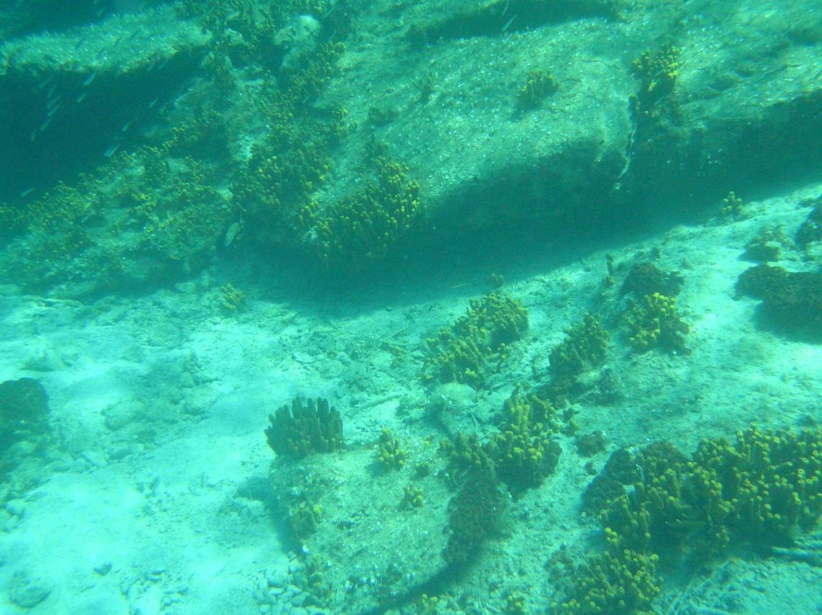 Photo 42