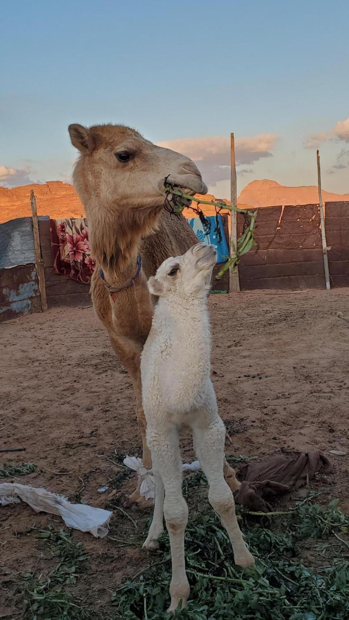 Bedouin experiences