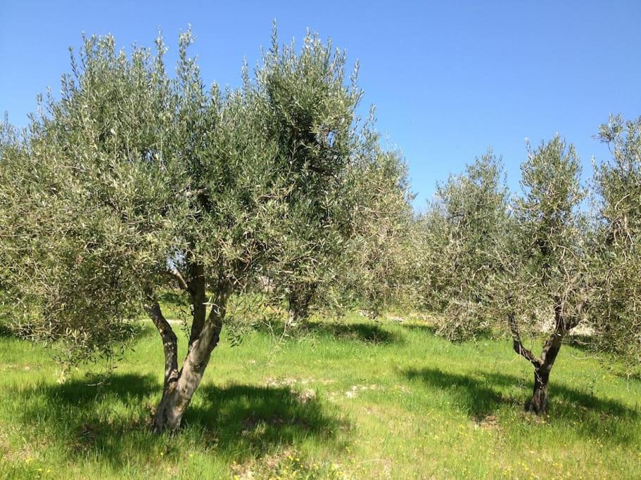 Il Melo view 4
