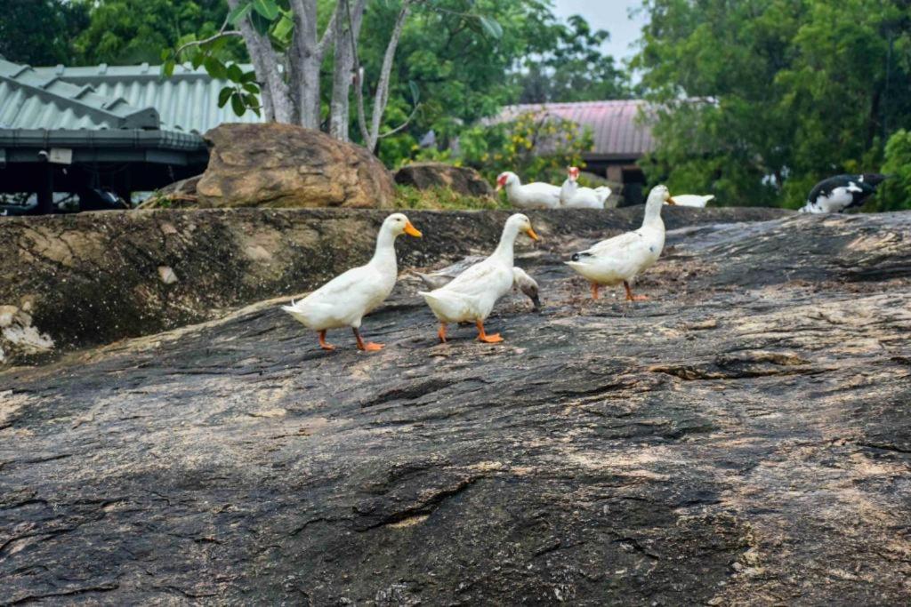 Vintara Eco Resort