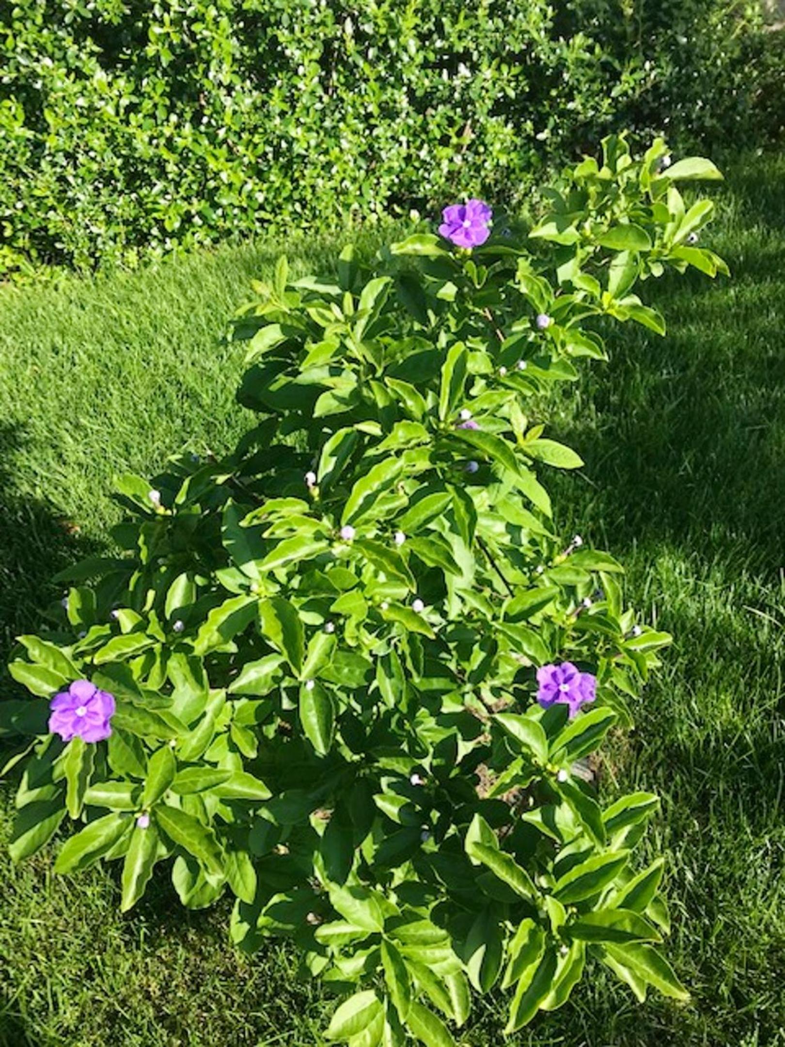 Photo 38