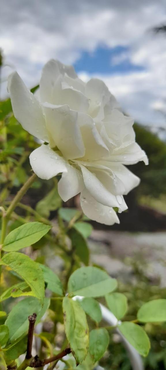 La Flor del Camino Posada