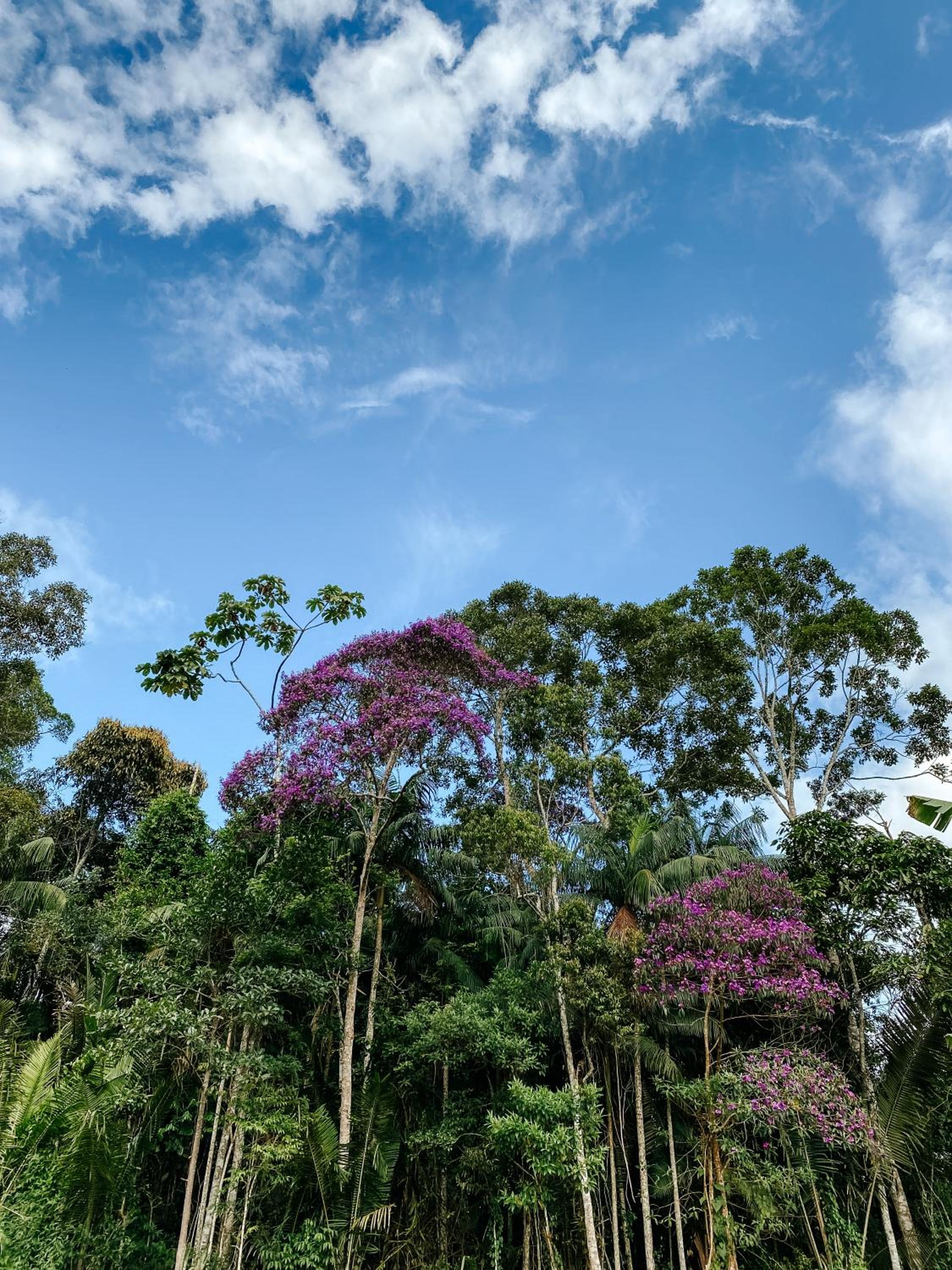 Sitio Ancestrale - Melhor lugar de Santa Teresa-ES