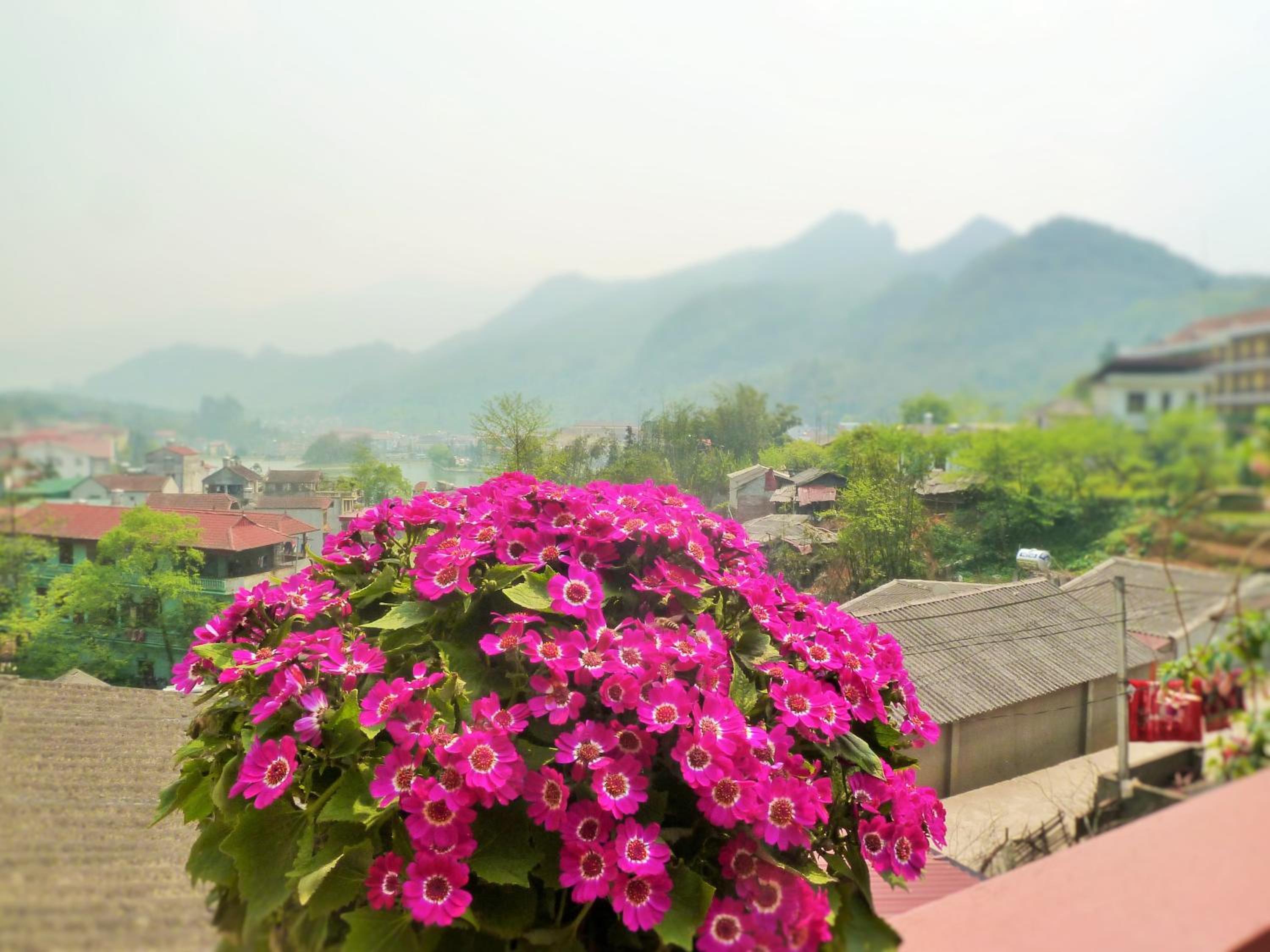 Sapa Local House