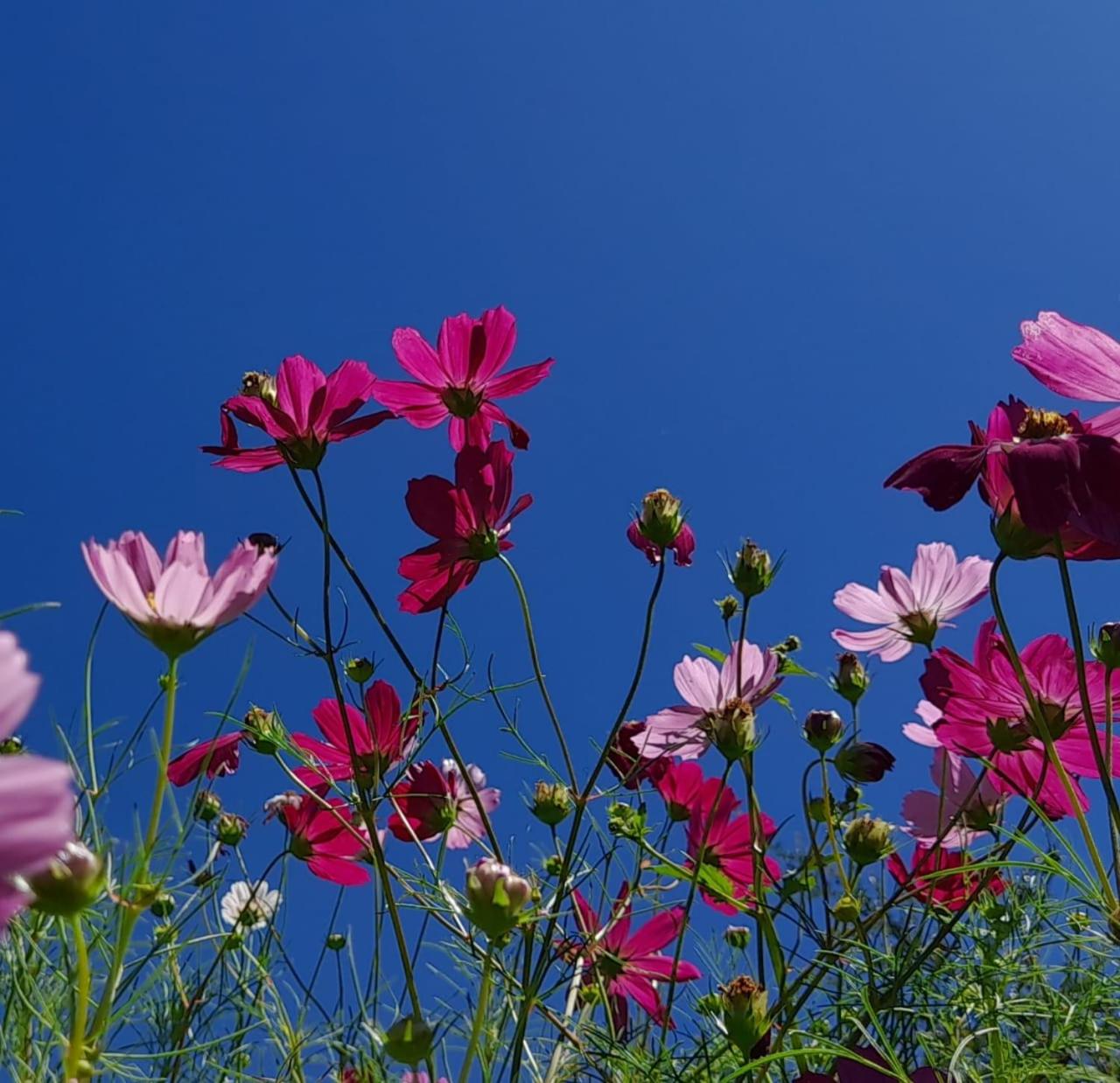 La Flor del Camino Posada
