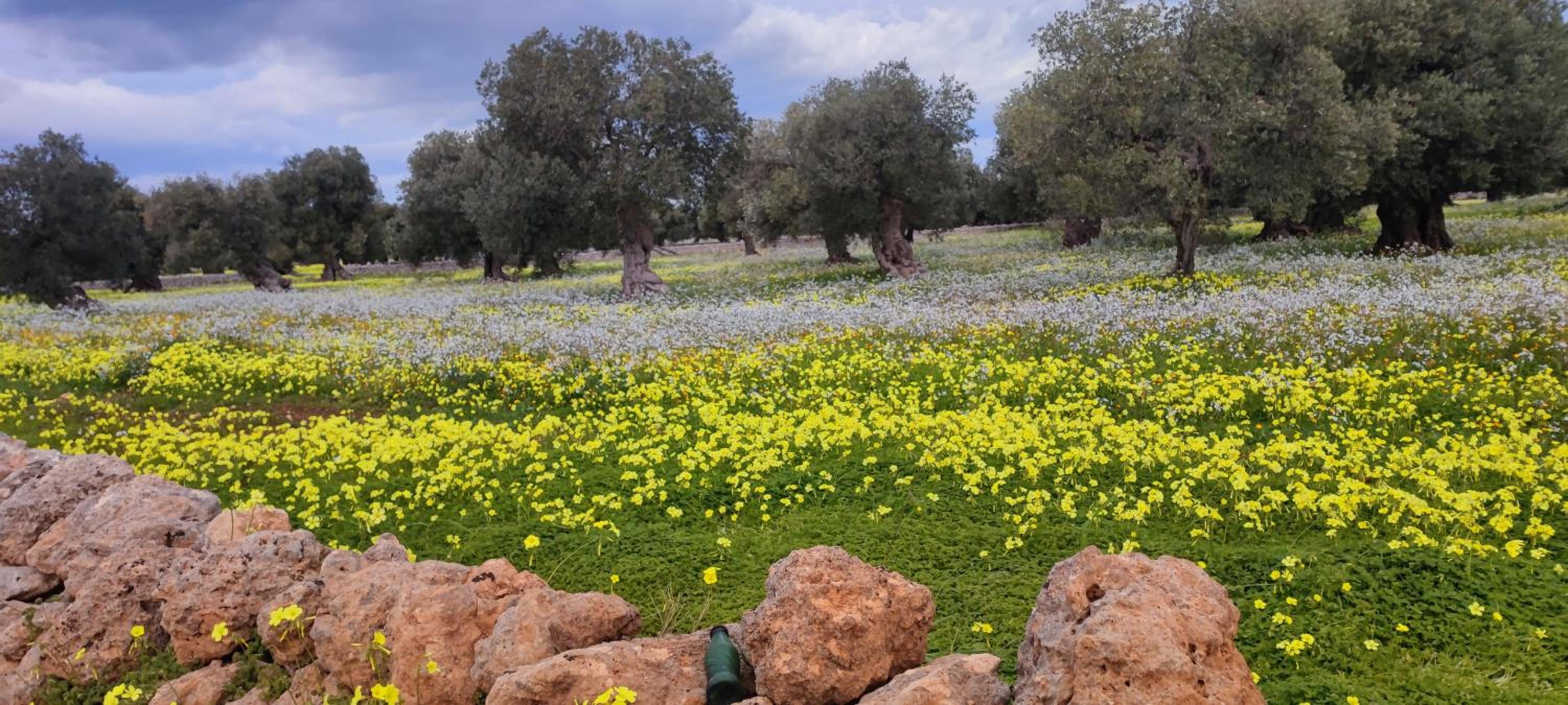 Masseria Verbena Agriturismo