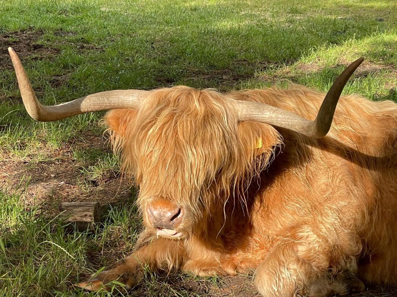 The Bearded Goat Den - A rural retreat at this modern holiday cottage, photo 19