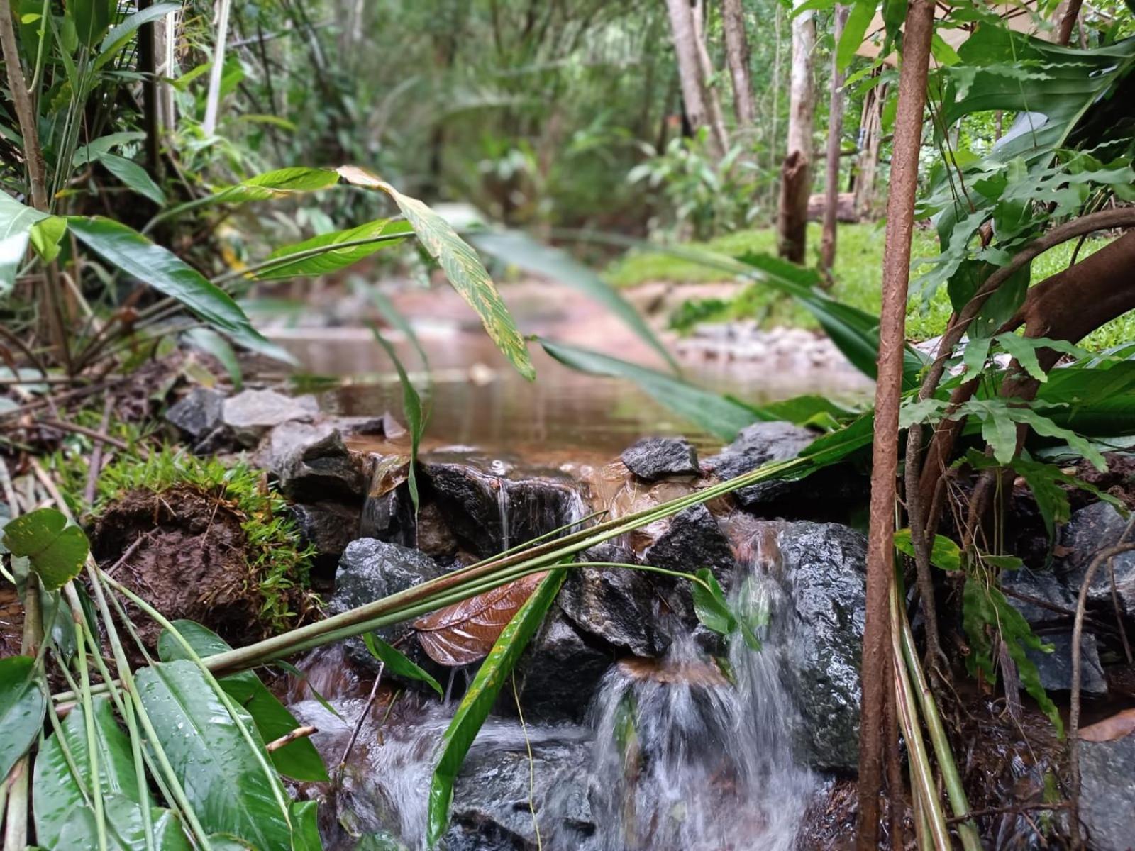 Aruá Observação de Vida Silvestre