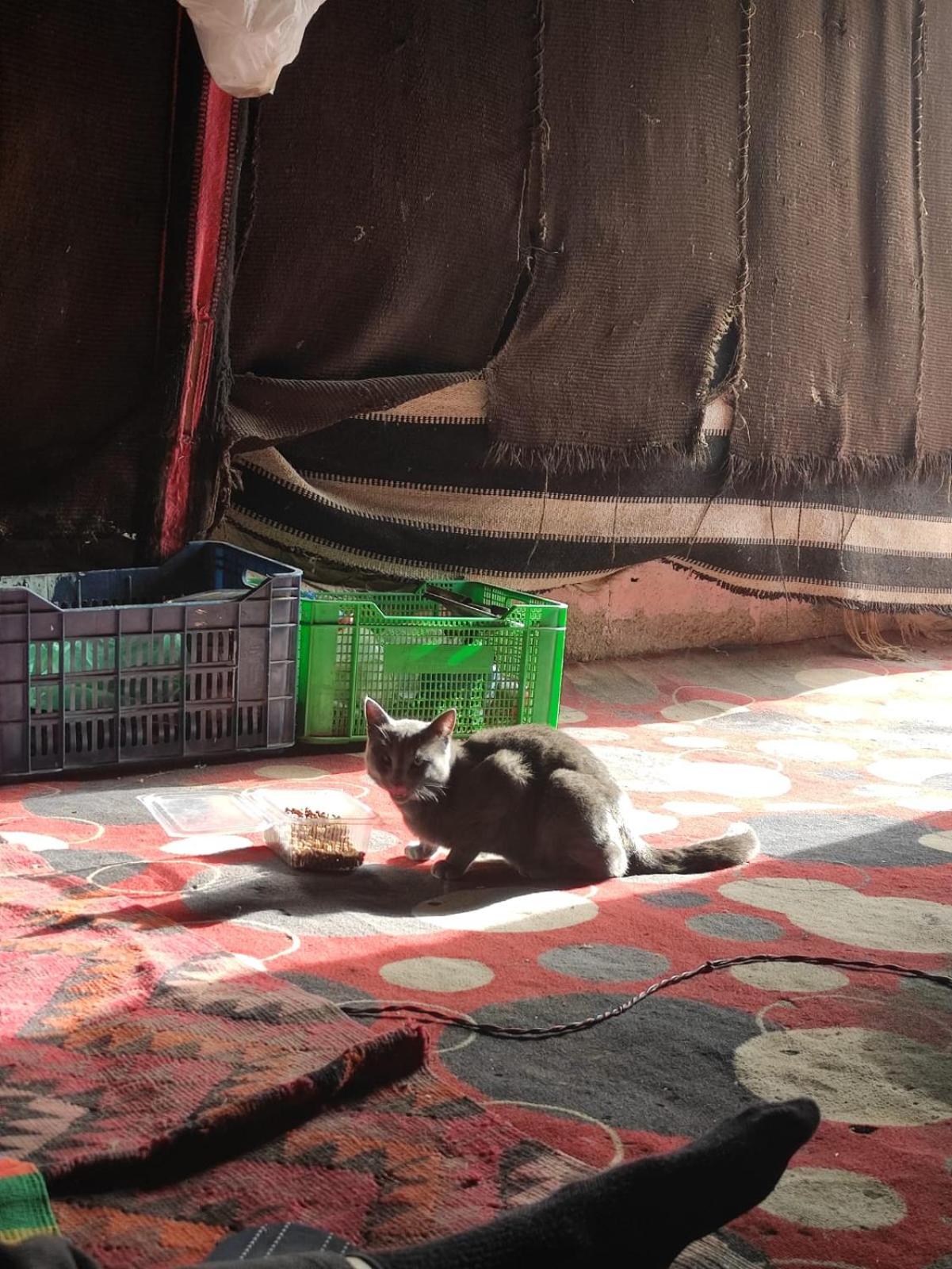 Bedouin experiences
