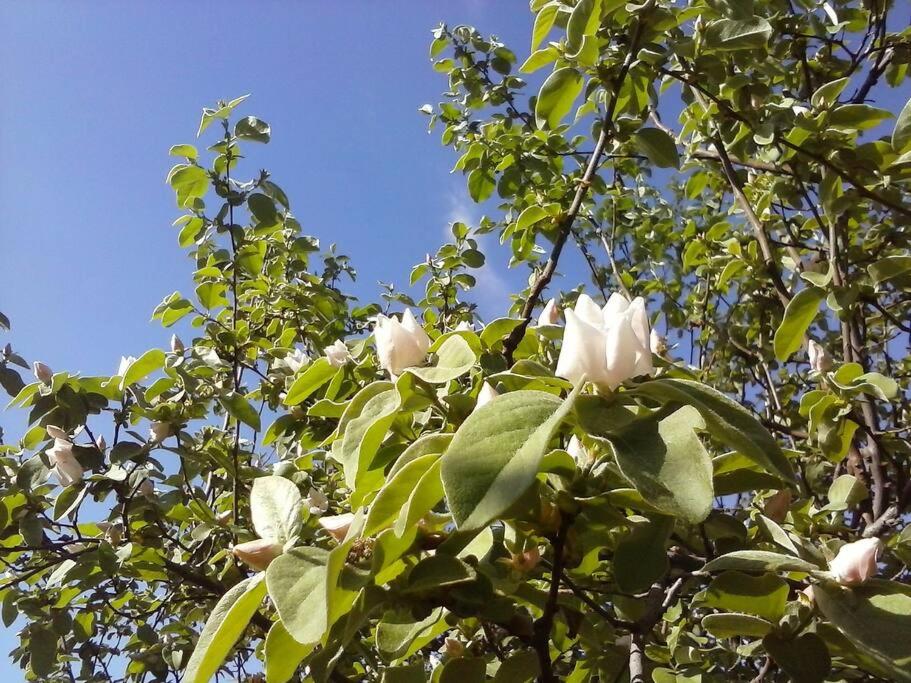 Finca Los Racimos - Casa Bonarda