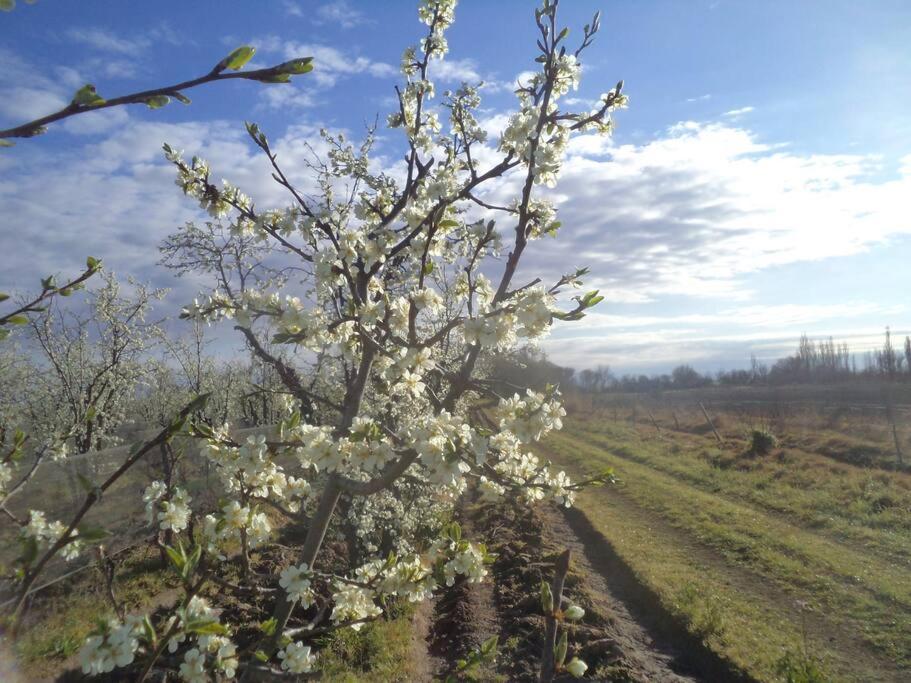 Finca Los Racimos - Casa Bonarda