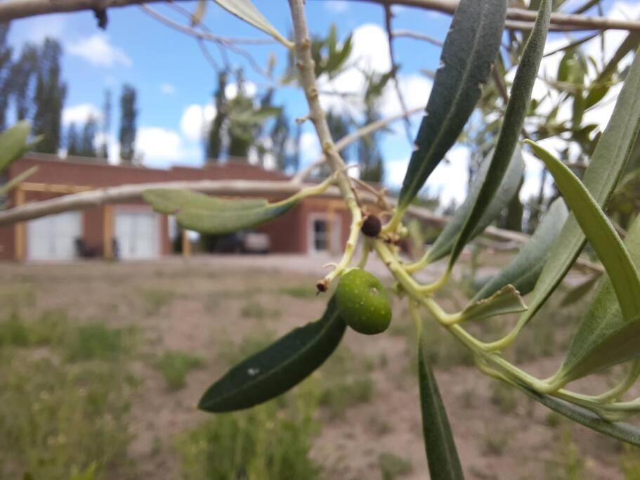 Finca Los Racimos - Casa Bonarda