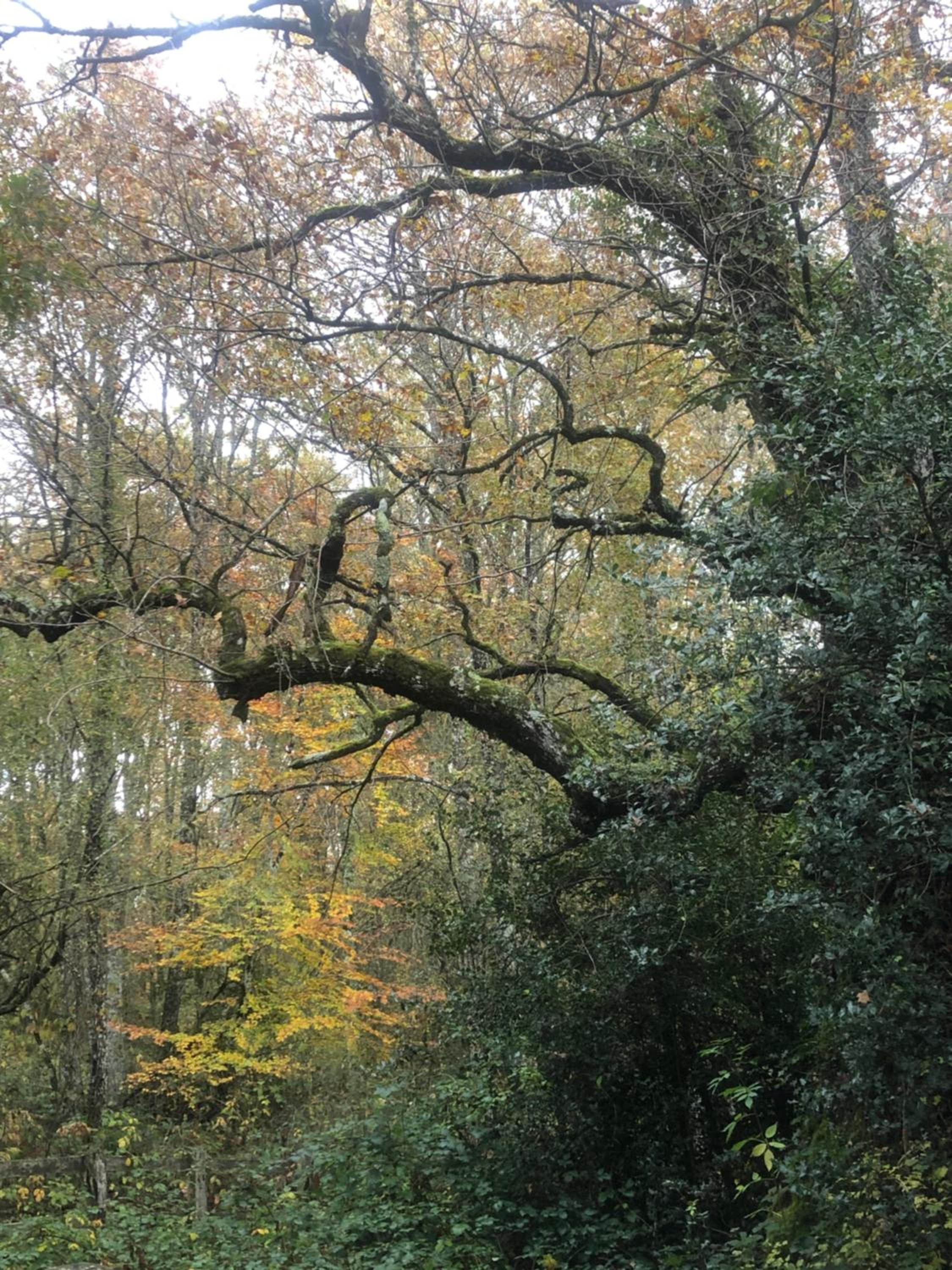 Photo 41