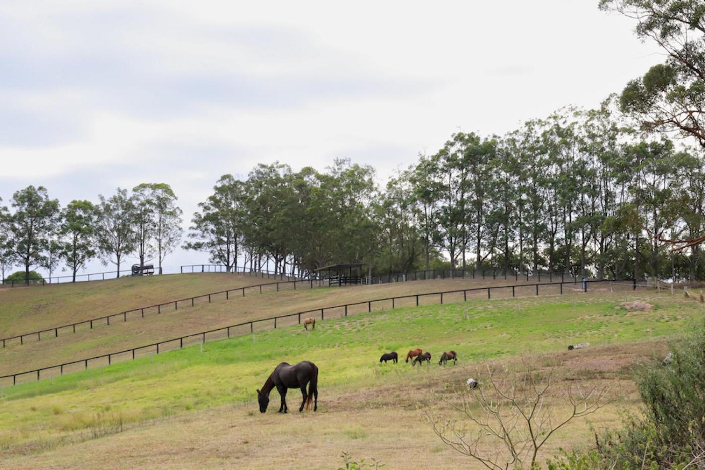 Unique Farm Escape in the Sunshine Coast Hinterland