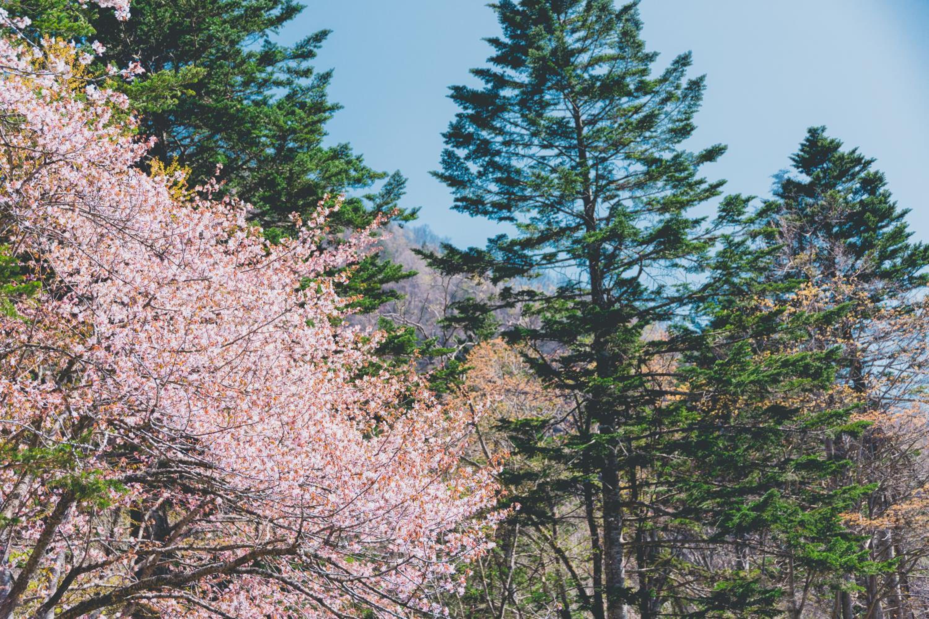 Okujozankei Onsen Kasho Gyoen