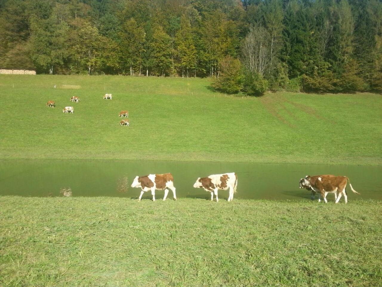 Hauslhof