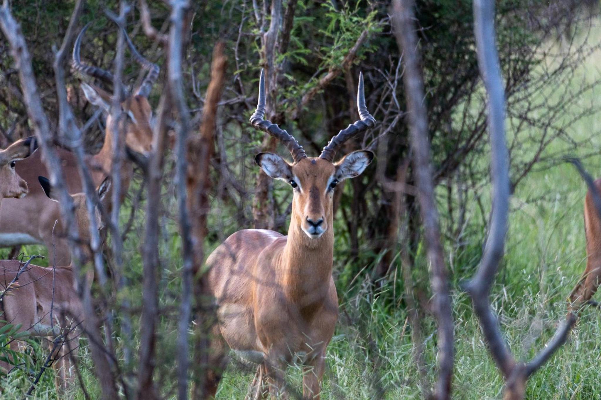 Baluleni Safari Lodge