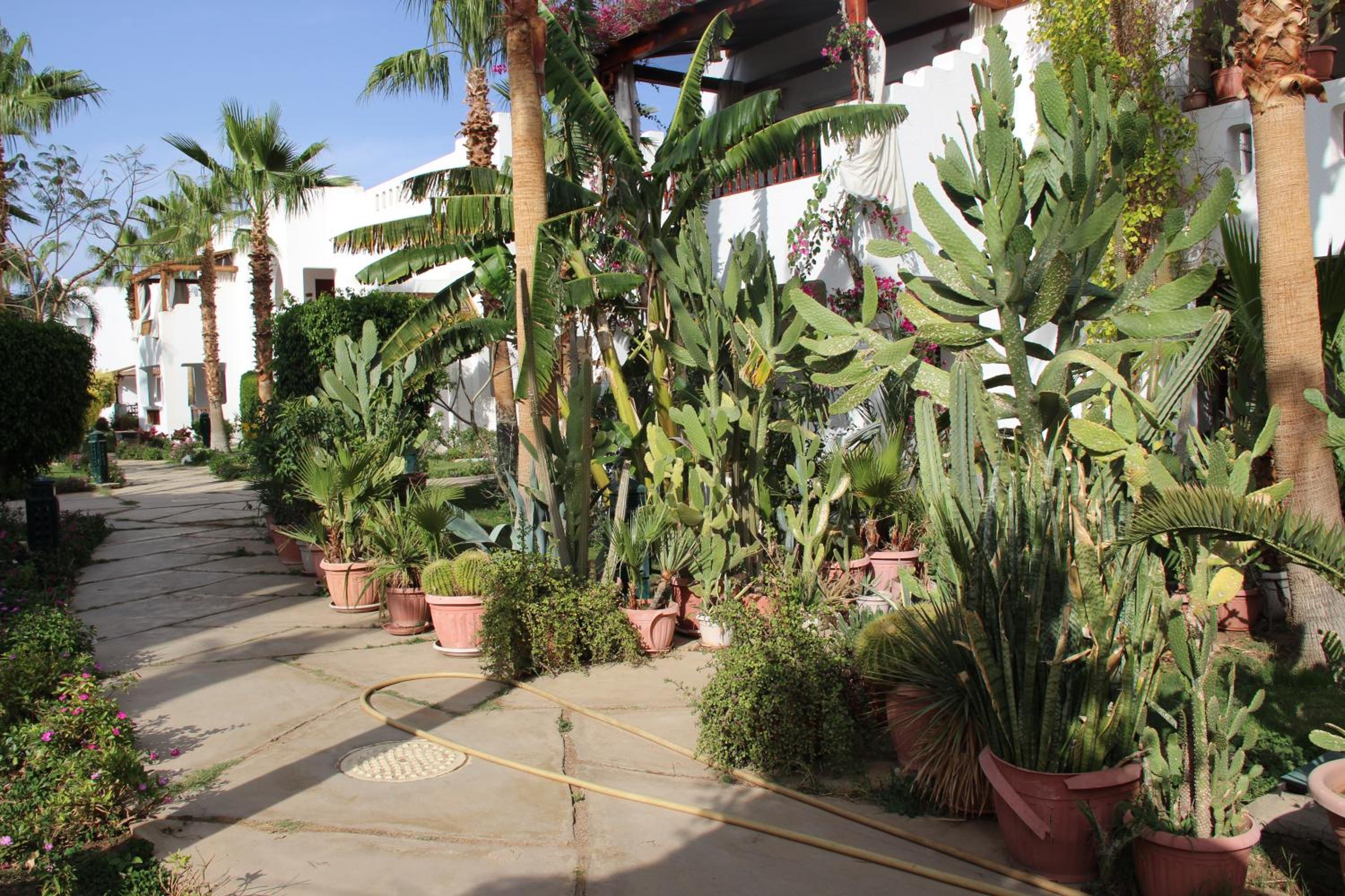 Delta Sharm Best Vacation
