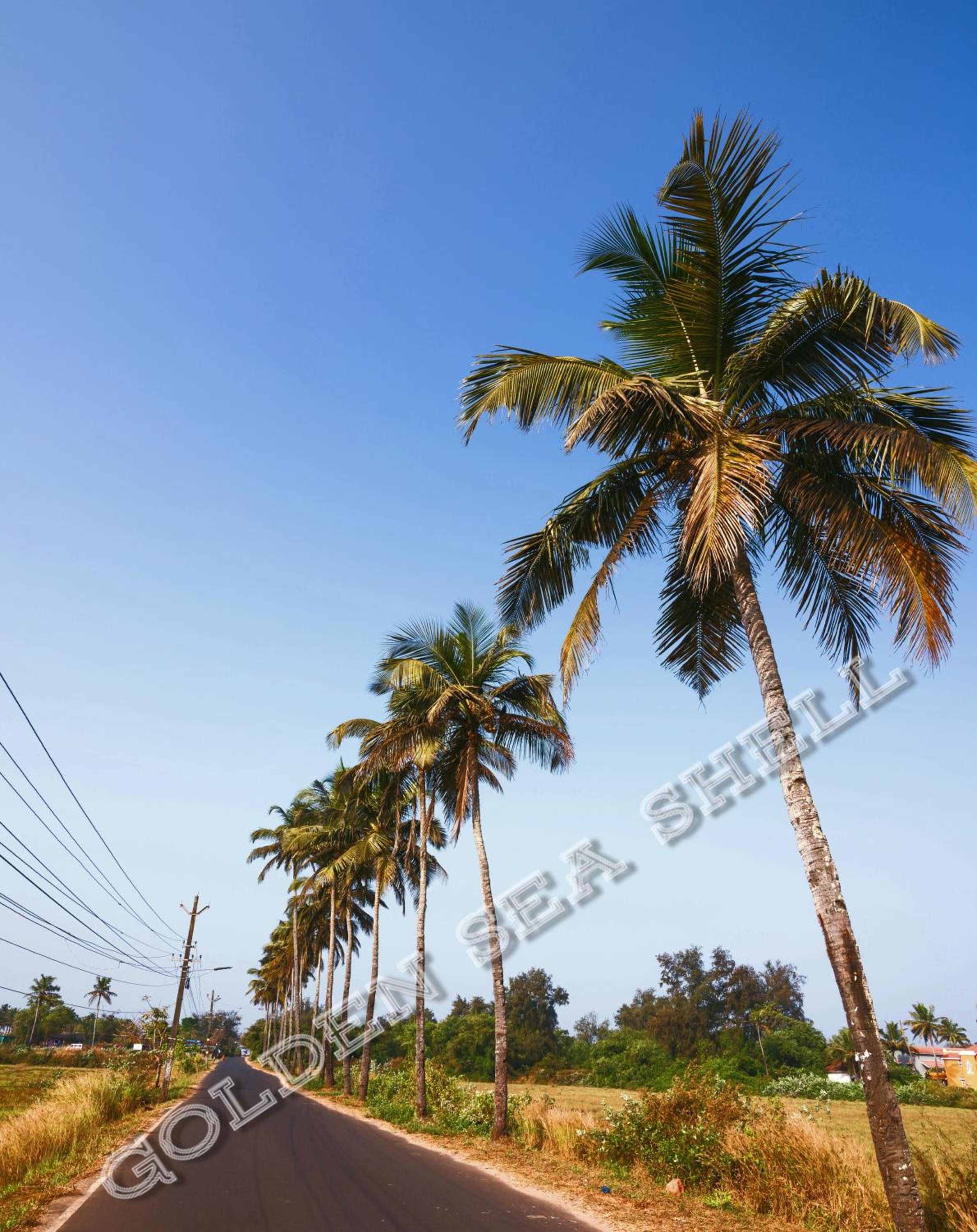 'Golden Sea Shell' 1 bhk Beach apartment view 3