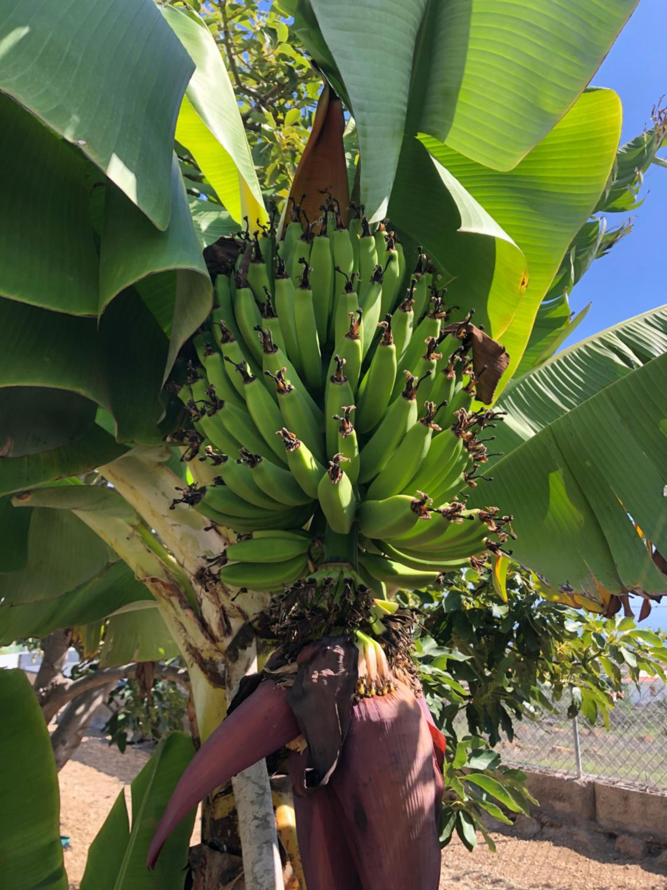 Afrikan Krisant Tenerife, Casa Rural Ecologica