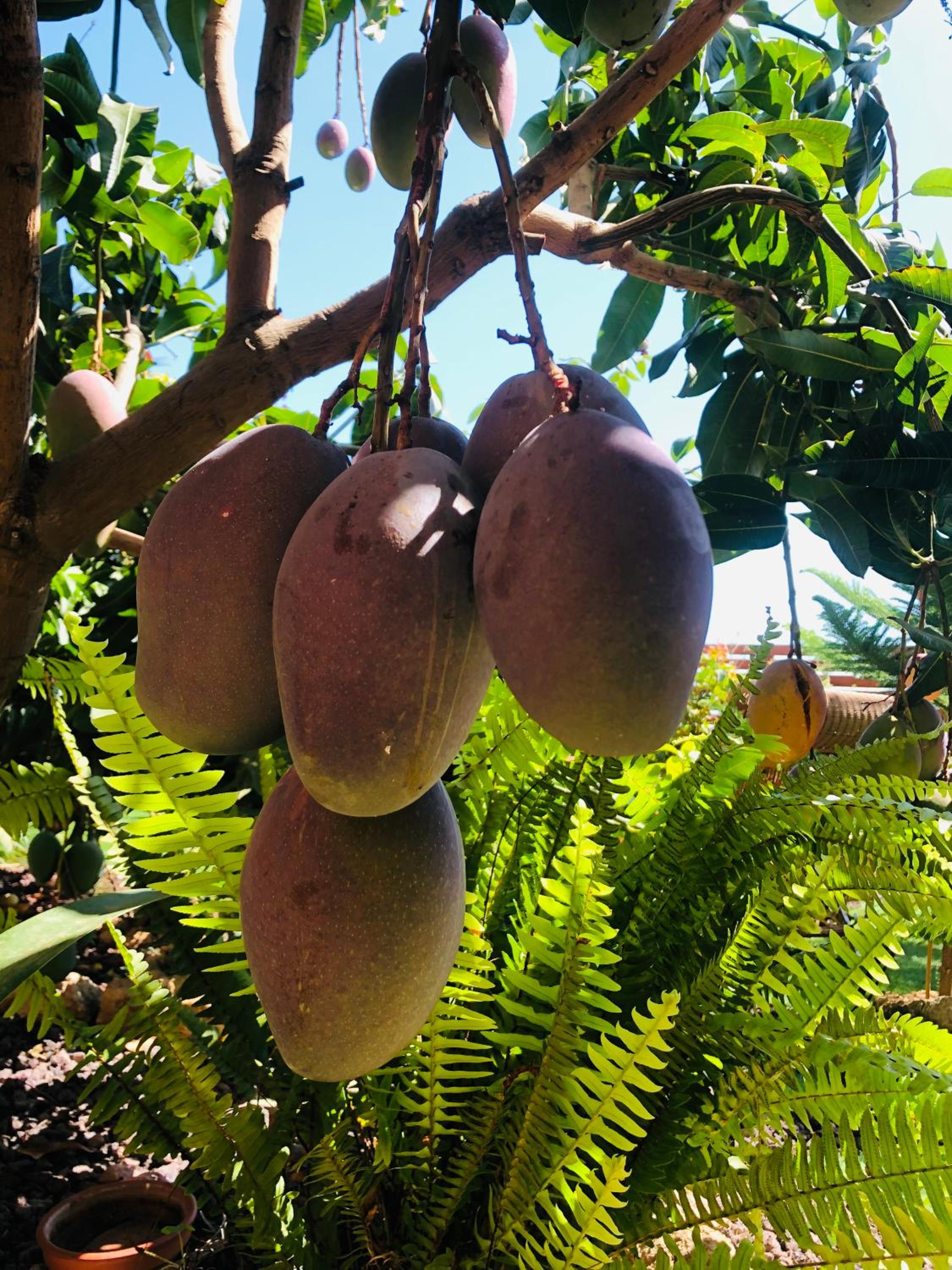 Afrikan Krisant Tenerife, Casa Rural Ecologica