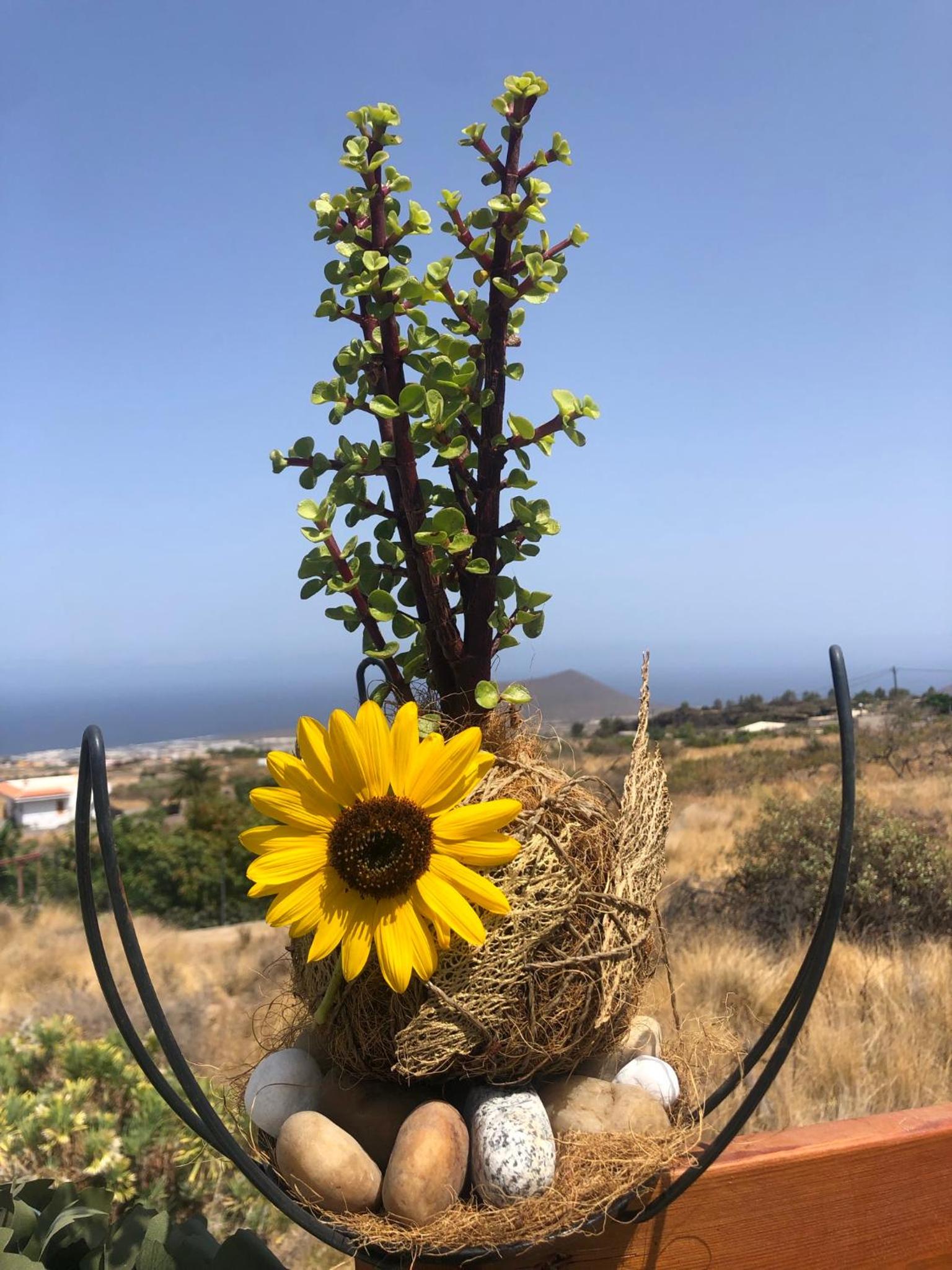 Afrikan Krisant Tenerife, Casa Rural Ecologica