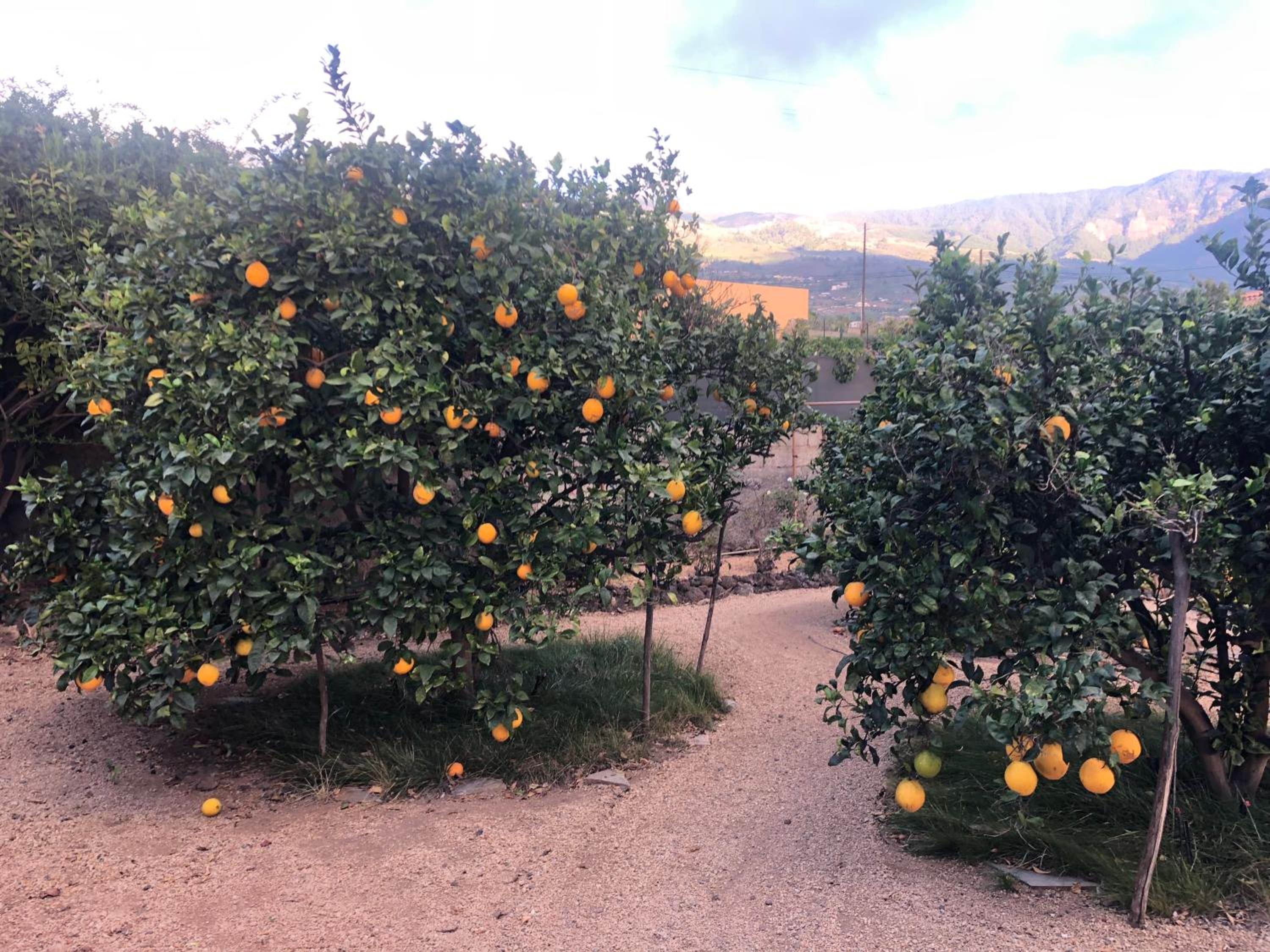 Afrikan Krisant Tenerife, Casa Rural Ecologica